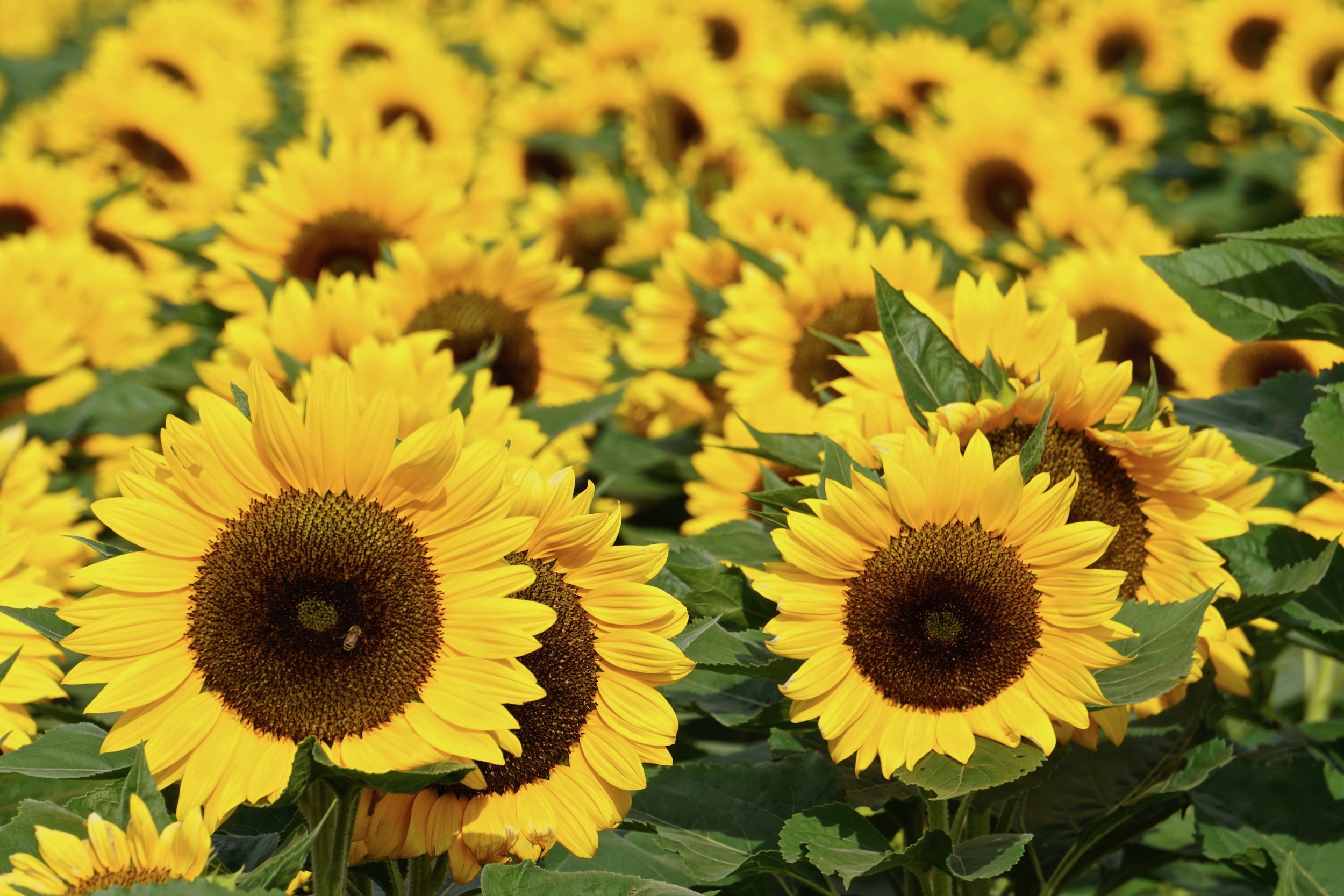 Sunflower Party