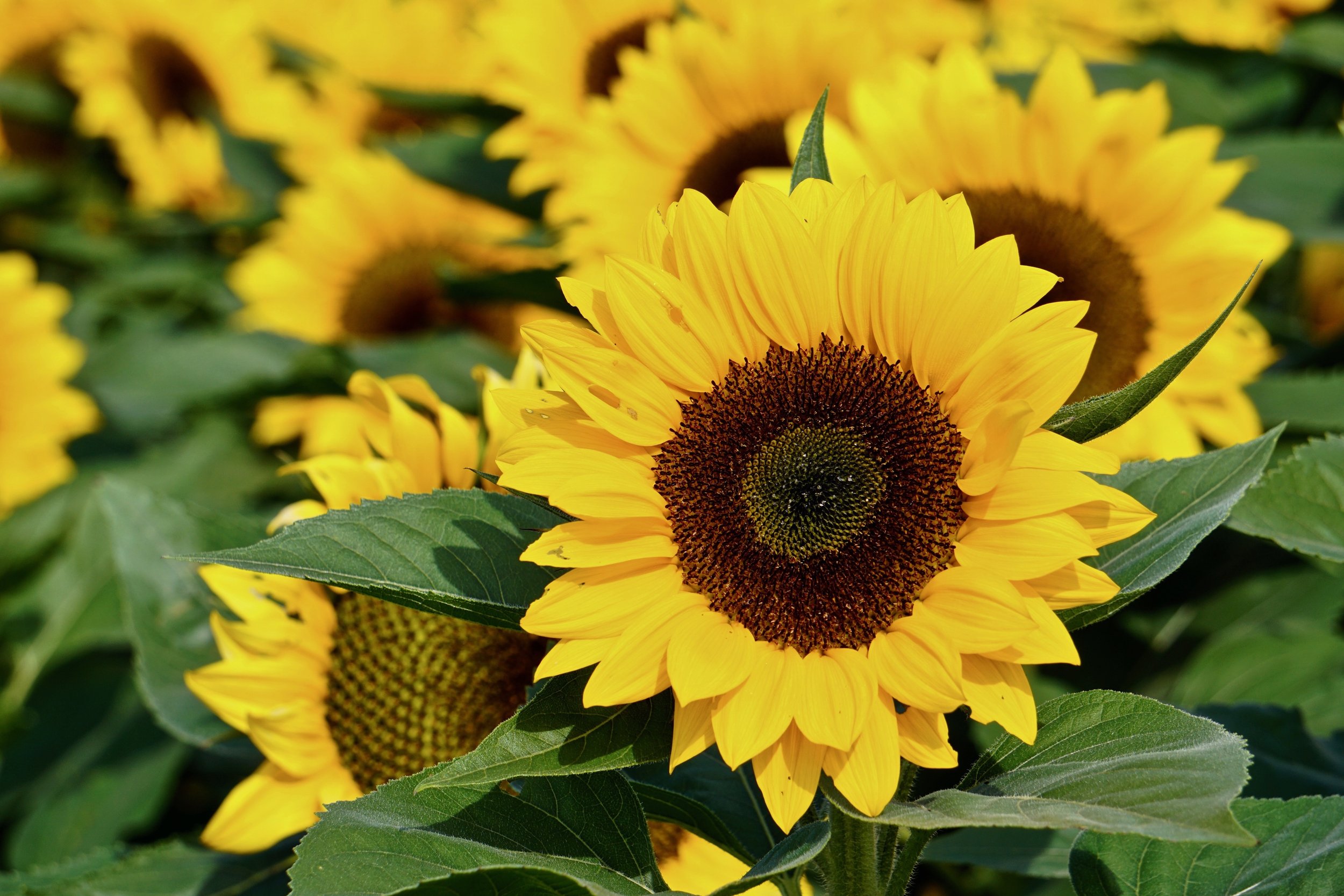 Smiling Sunflowers
