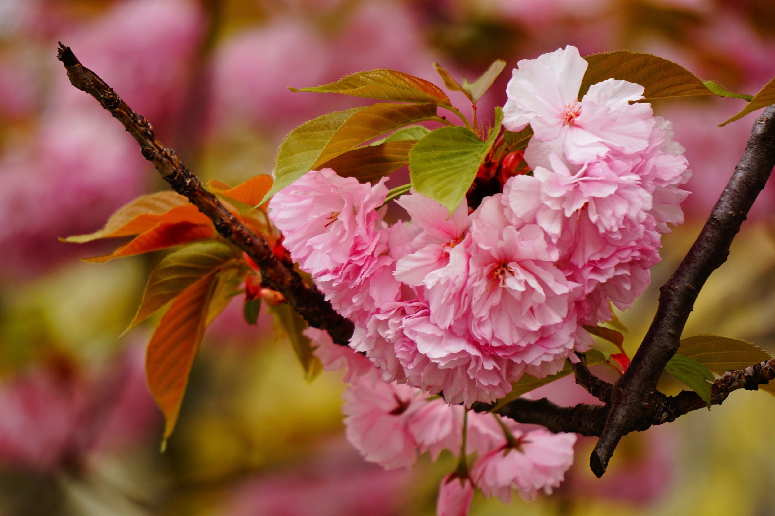 beautiful pink blossom.jpg