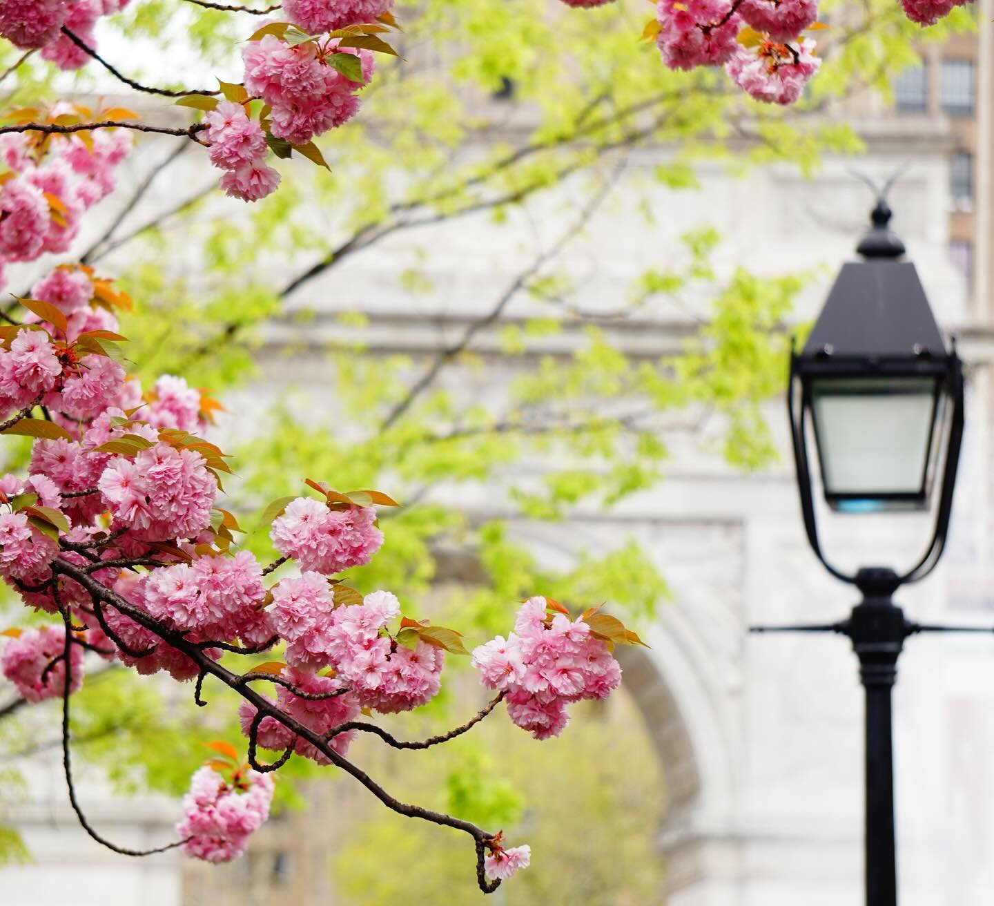Blossom brings hope of bright days ahead &amp; that Spring is here🌸 I love the contrasting shape, colour &amp; texture against The Arch in this image plus the lamppost adds another interesting element to the scene
.
.
.
#nyc #washingtonsquarepark #w