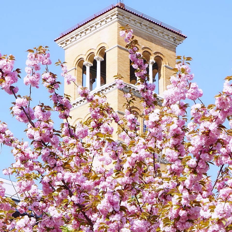 Blossom &amp; blue skies makes everything look better 🌸
.
.
.
#nyc #washingtonsquarepark #washingtonsqpark #cherryblossom #springinnyc #nyclife #yesny #nypix #nbc4ny #abc7ny #mysecretnyc #loves_nyc #pix11news #tnyr #timeoutnewyork #newyorkcity #newy