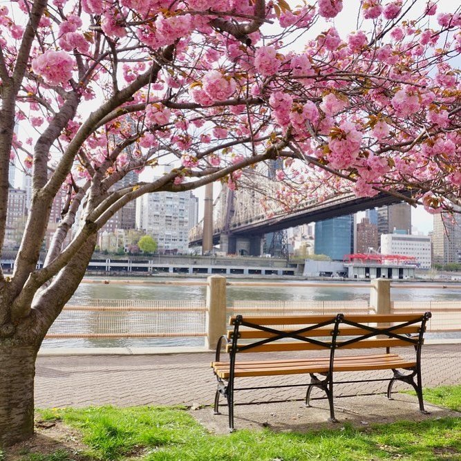 This gorgeous image is part of the &ldquo;Spring has Sprung&rdquo; collection for my April 2024 calendar 
Captured on Roosevelt Island amongst the beautiful blooming waterfront it is one of the best places to see blossom in NY 🌸 
.
.
.
#nyc #rooseve