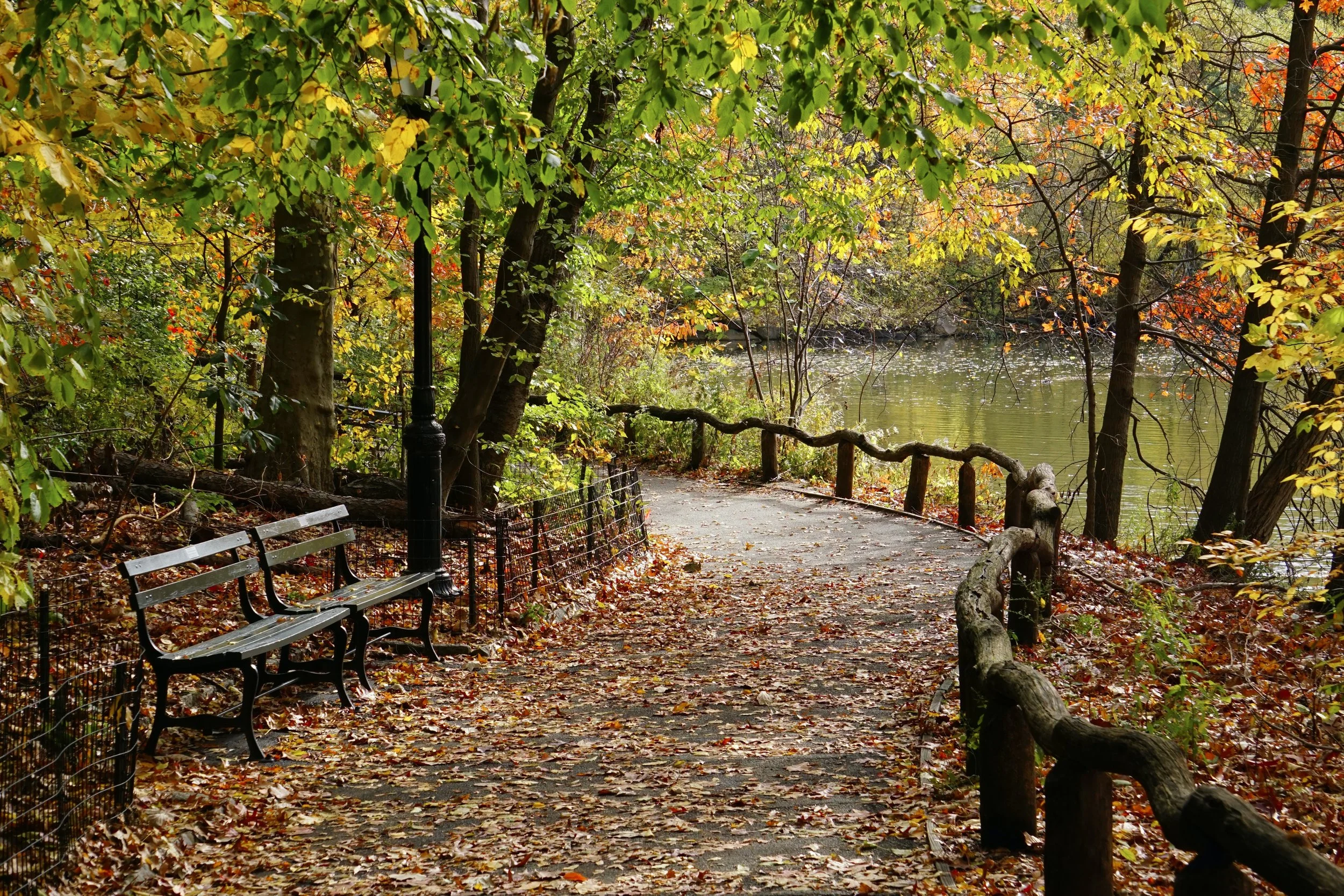 November 2024- A walk in the Park