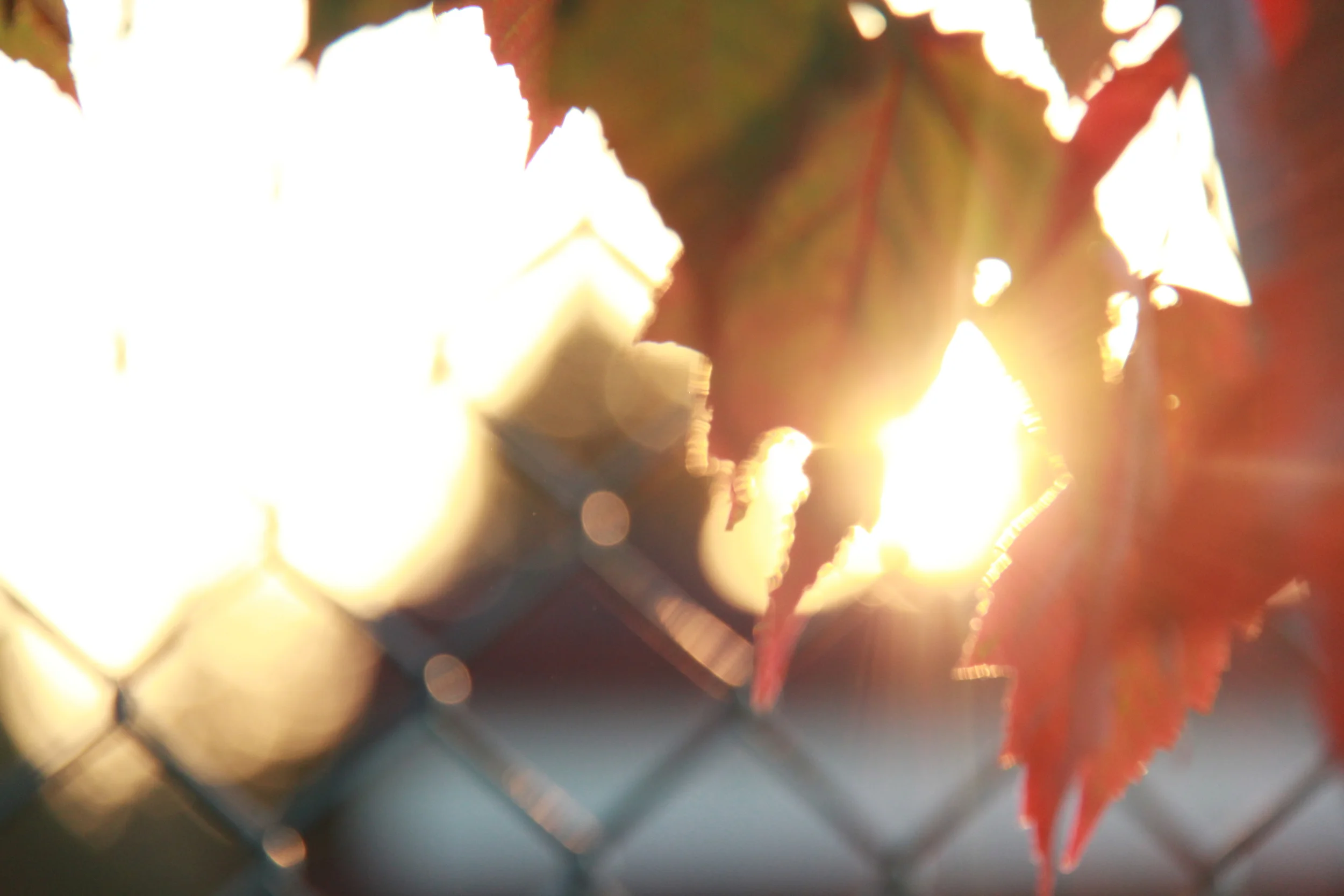 SYLVA Art Nights: Leaf Preserving Workshop