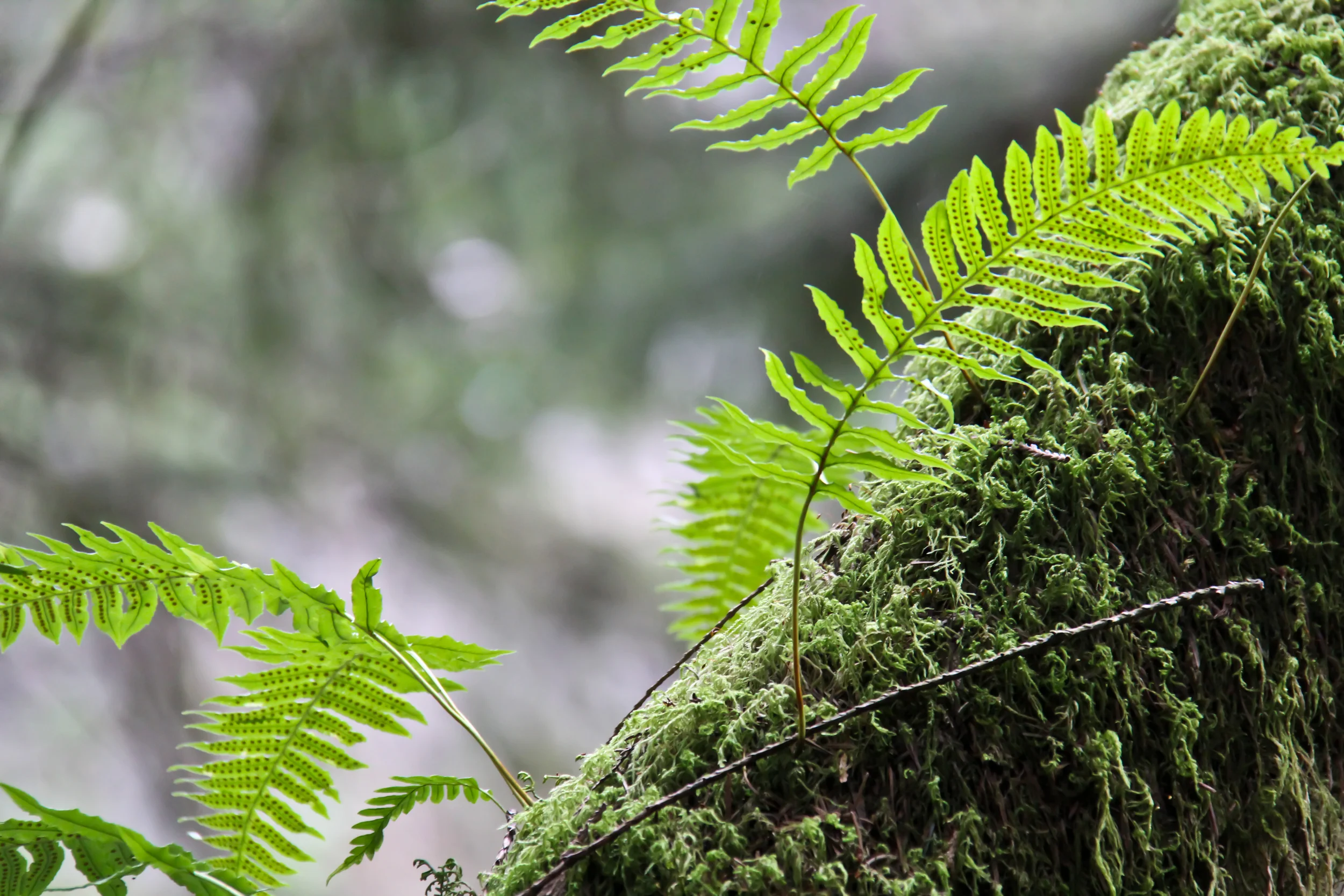 SYLVA Artist Deadline