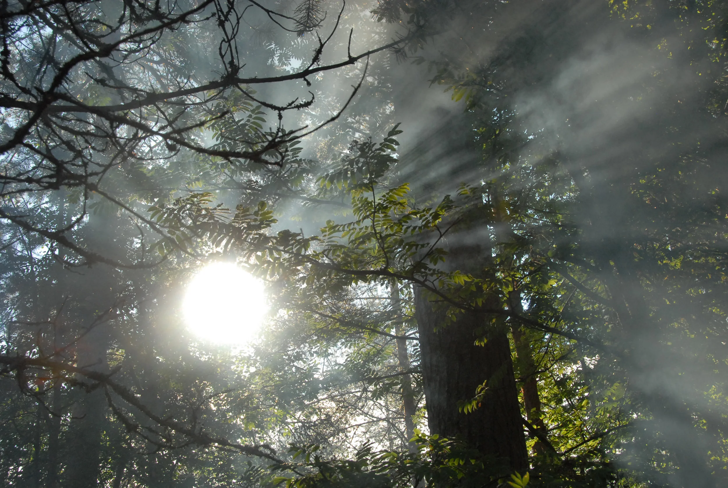 Canopy: Where did it come from and why is it important?