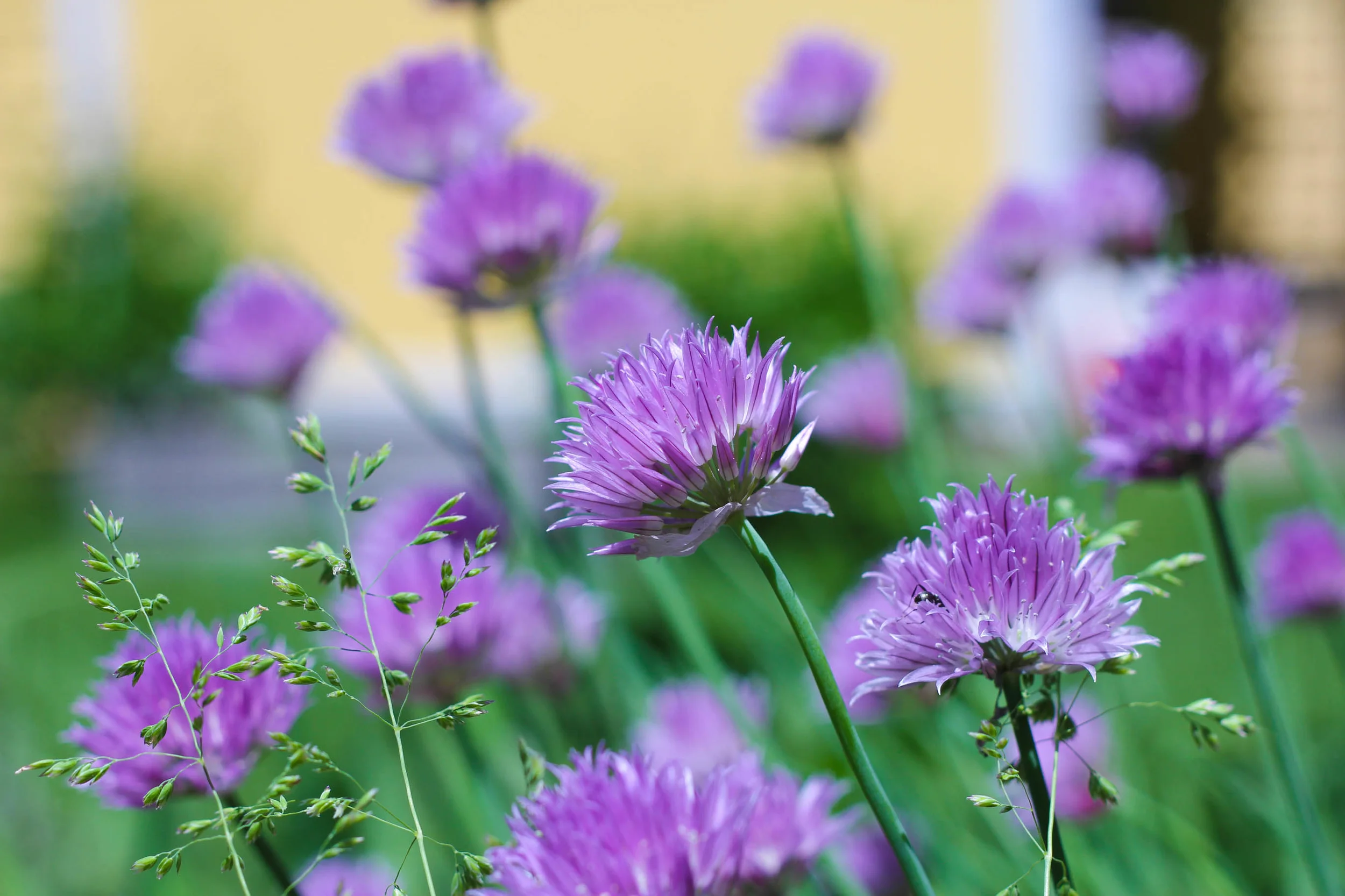 Chive blossoms, Ann Arbor