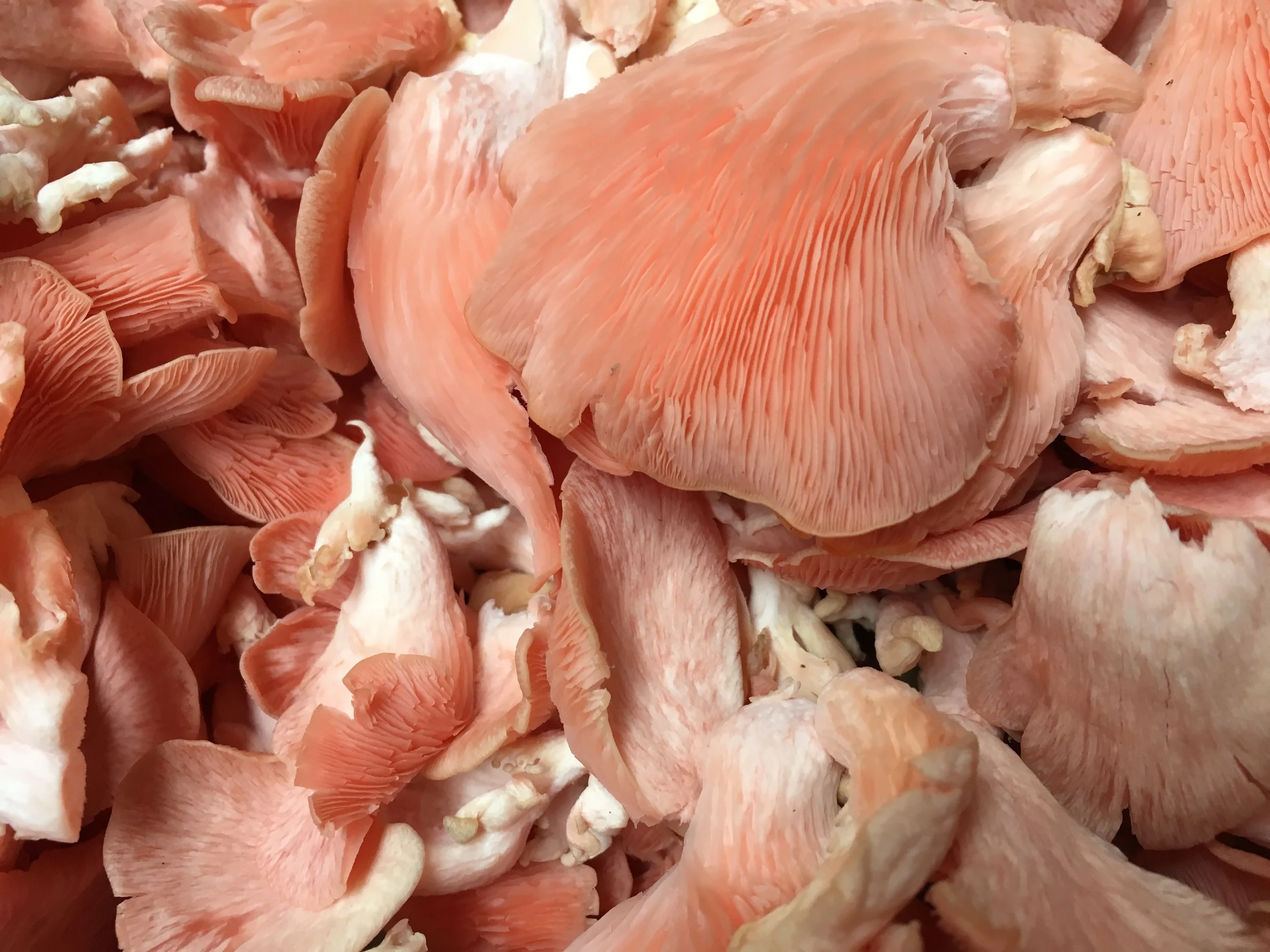 Pink Mushrooms, San Francisco Ferry Marketplace