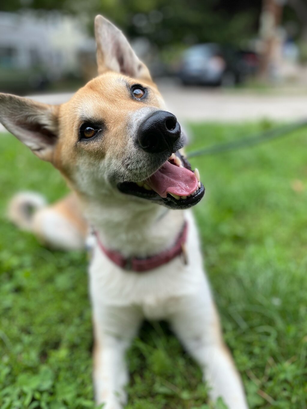 My sports dog. Пёскин. Собаки кипяток пожалуйста Алиса.