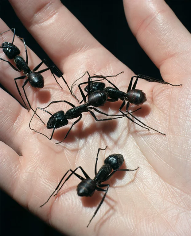 charles_negre_ants_hand_622.jpeg