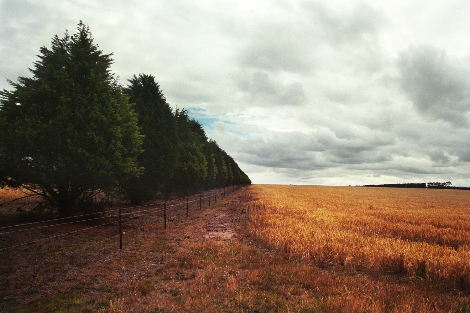 row of trees*CC Revised.jpg
