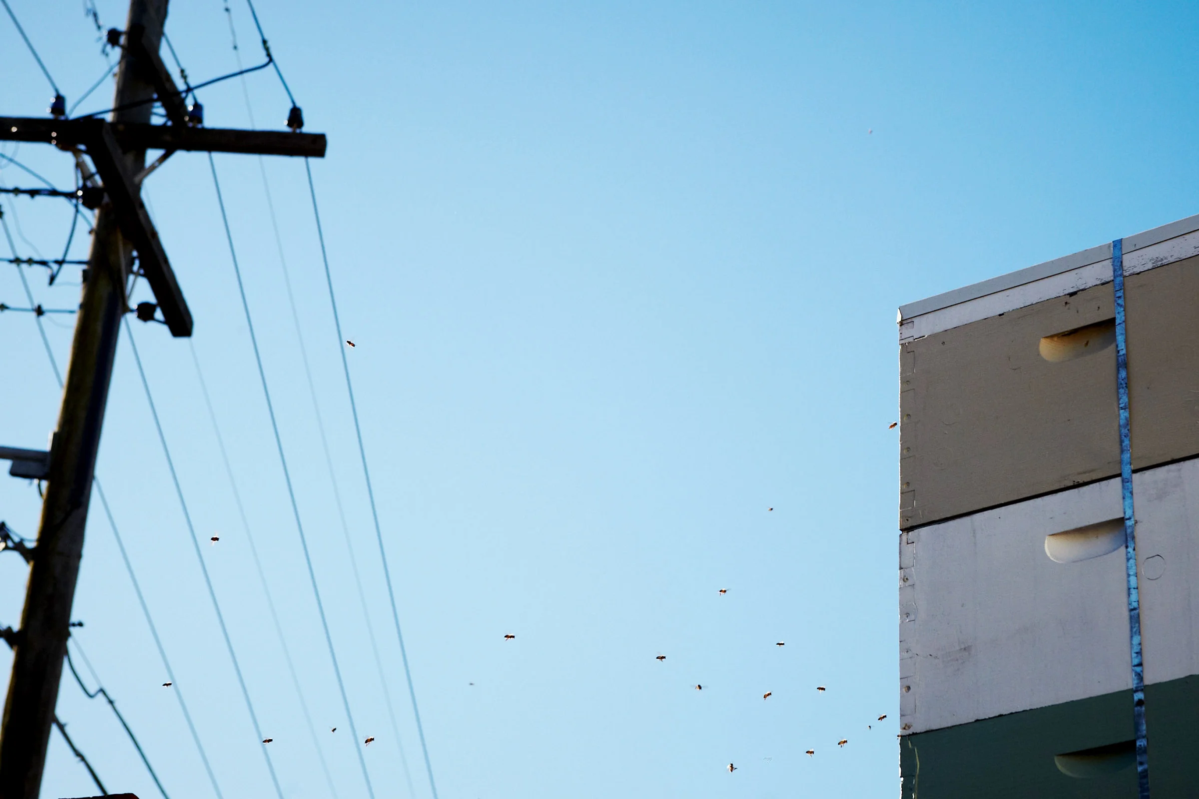 Beehives atop Marrickville