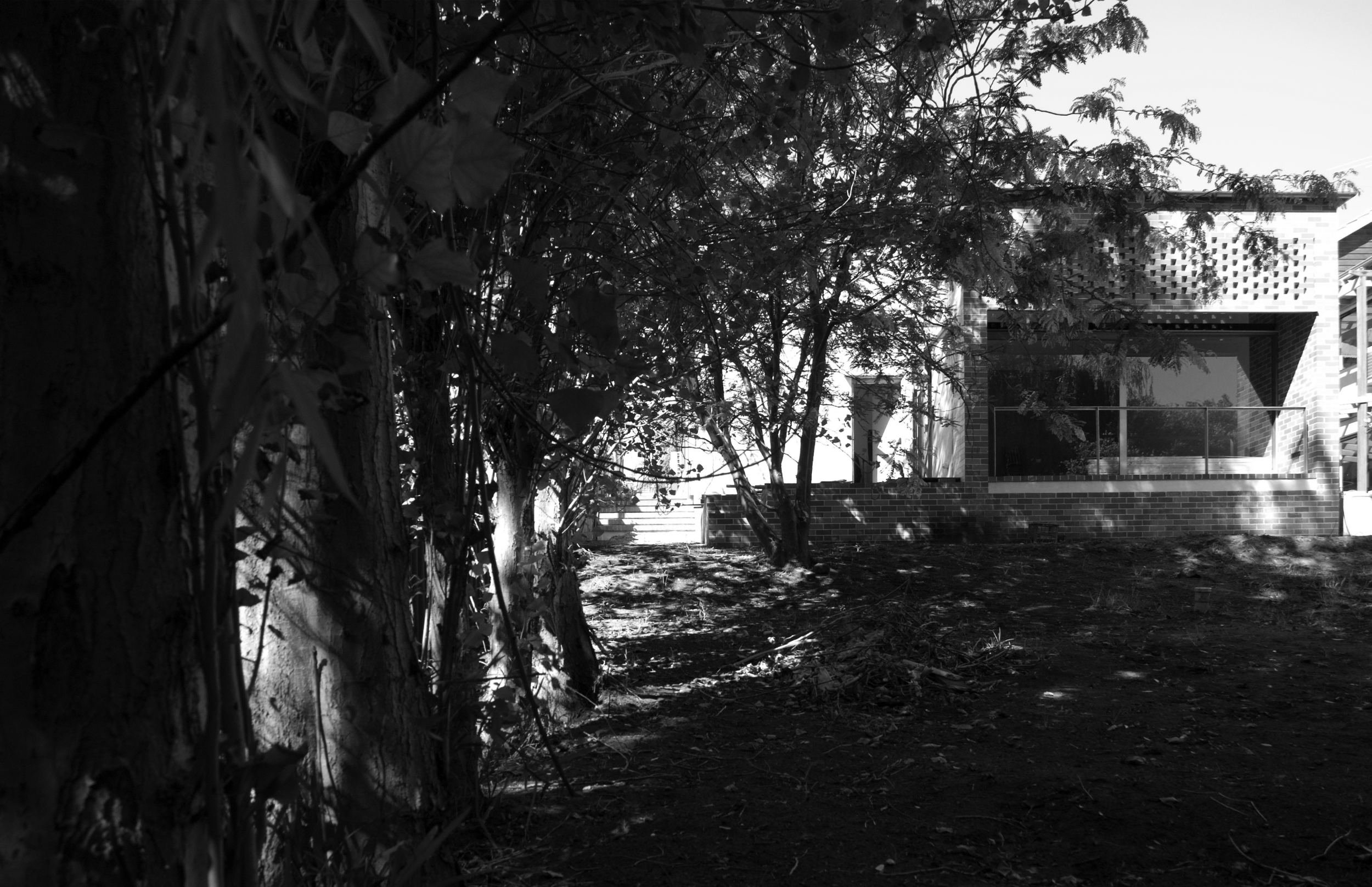 house and poplar trees