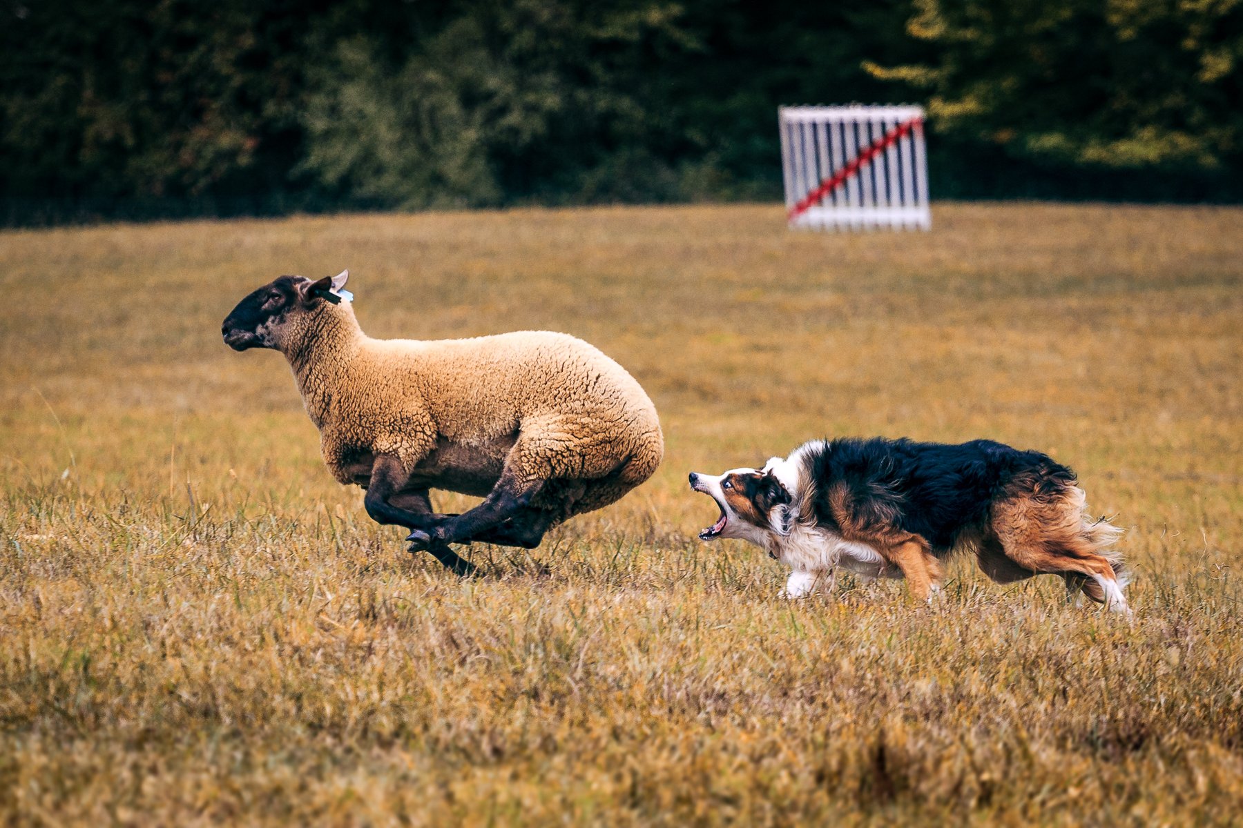 Mickey-Strider_Working-Dog.jpg