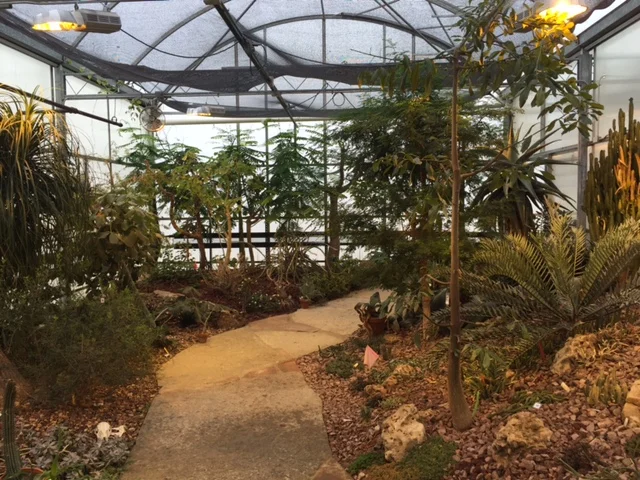 My mom made frequent visits to MSU's greenhouse during winter chemo bouts. Image source: https://plantbiology.natsci.msu.edu/facilities/teaching-conservatory-and-collection/