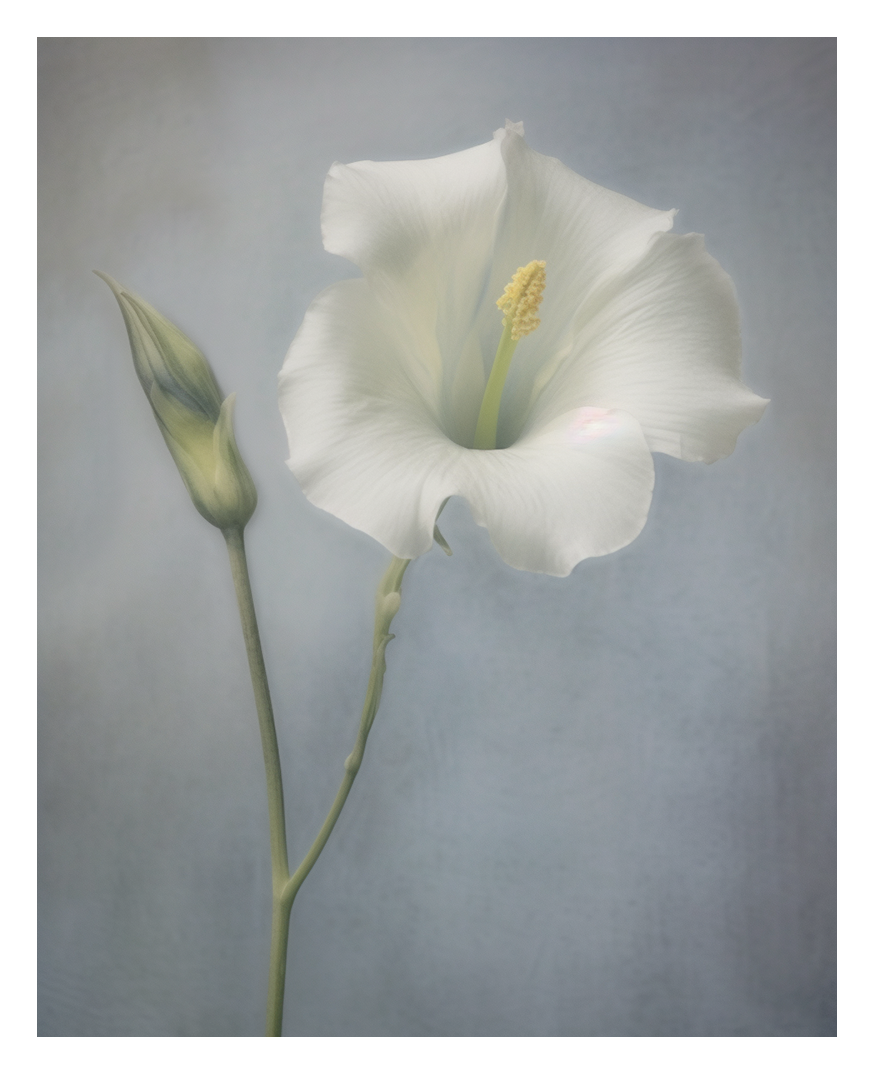troyxeth_satish_sekaran_photo__photo_of_a_flower_to_print_in_th_1f0207d5-9091-41a2-81b5-89bae3119a82.png