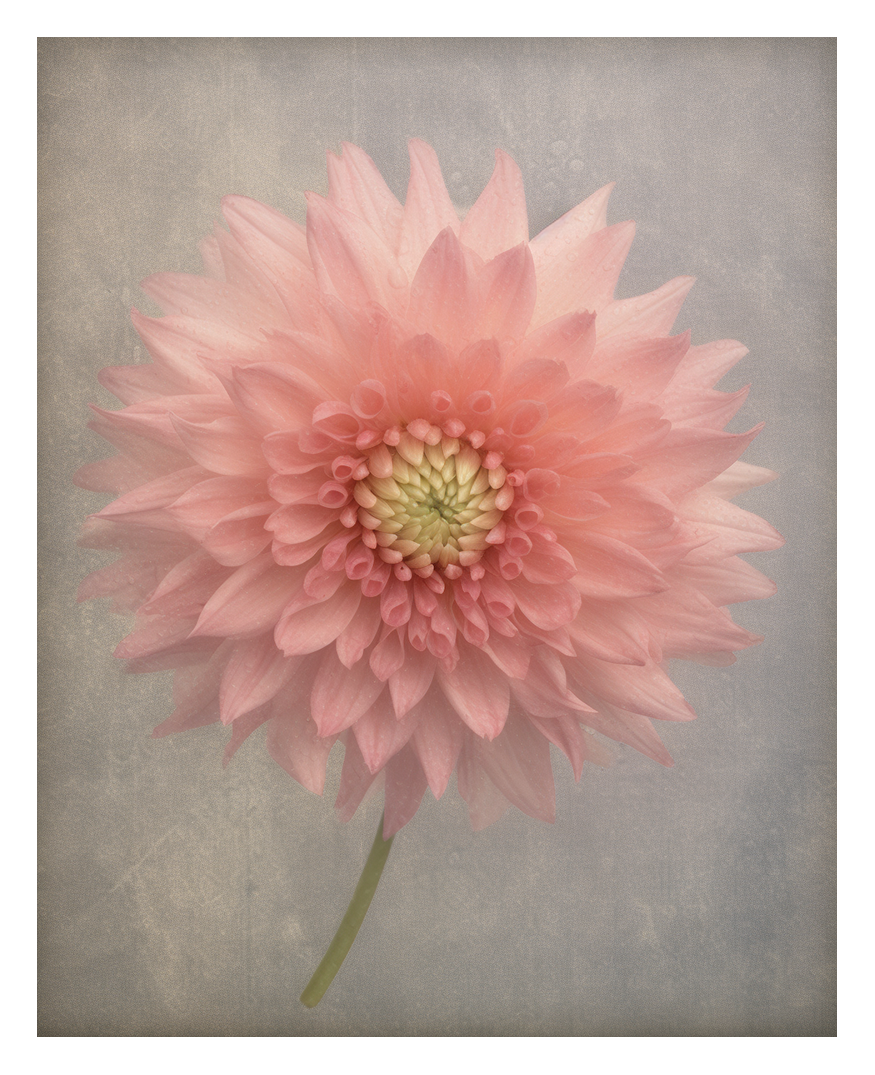 troyxeth_satish_sekaran_photo__photo_of_a_flower_to_print_in_th_e57e65c7-5567-4caa-a8fe-00767823c06c.png