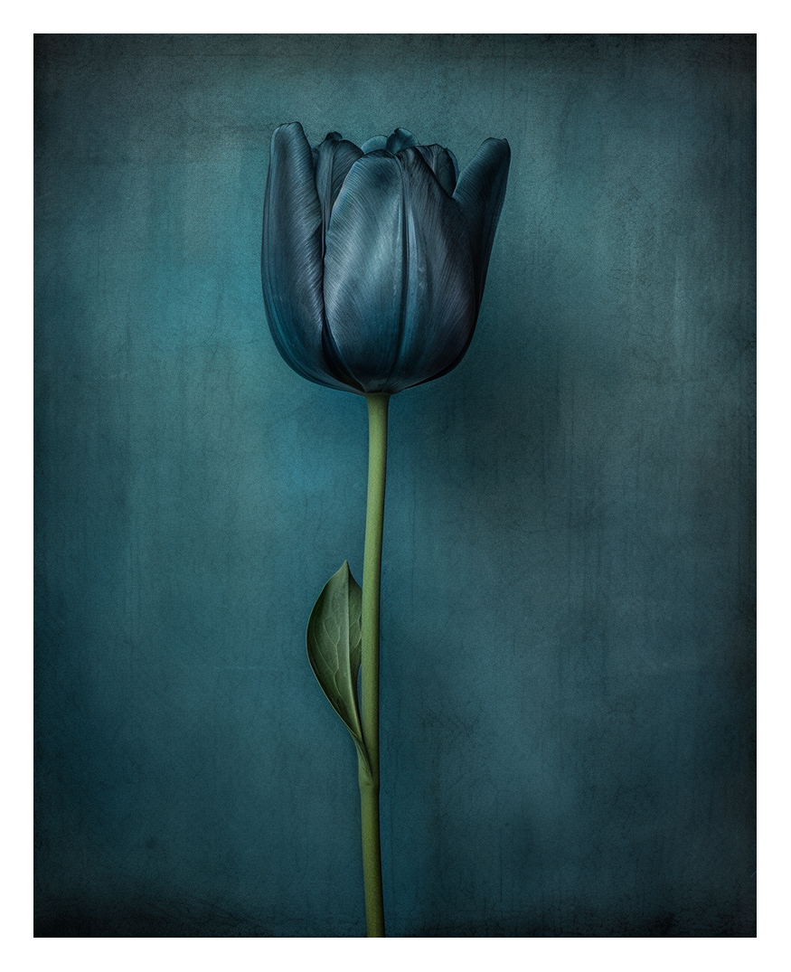 troyxeth_satish_sekaran_photo__photo_of_a_ransom_Dutch_black_tu_5741e8f6-e79d-47db-a26c-5b2188fa9fd3.png