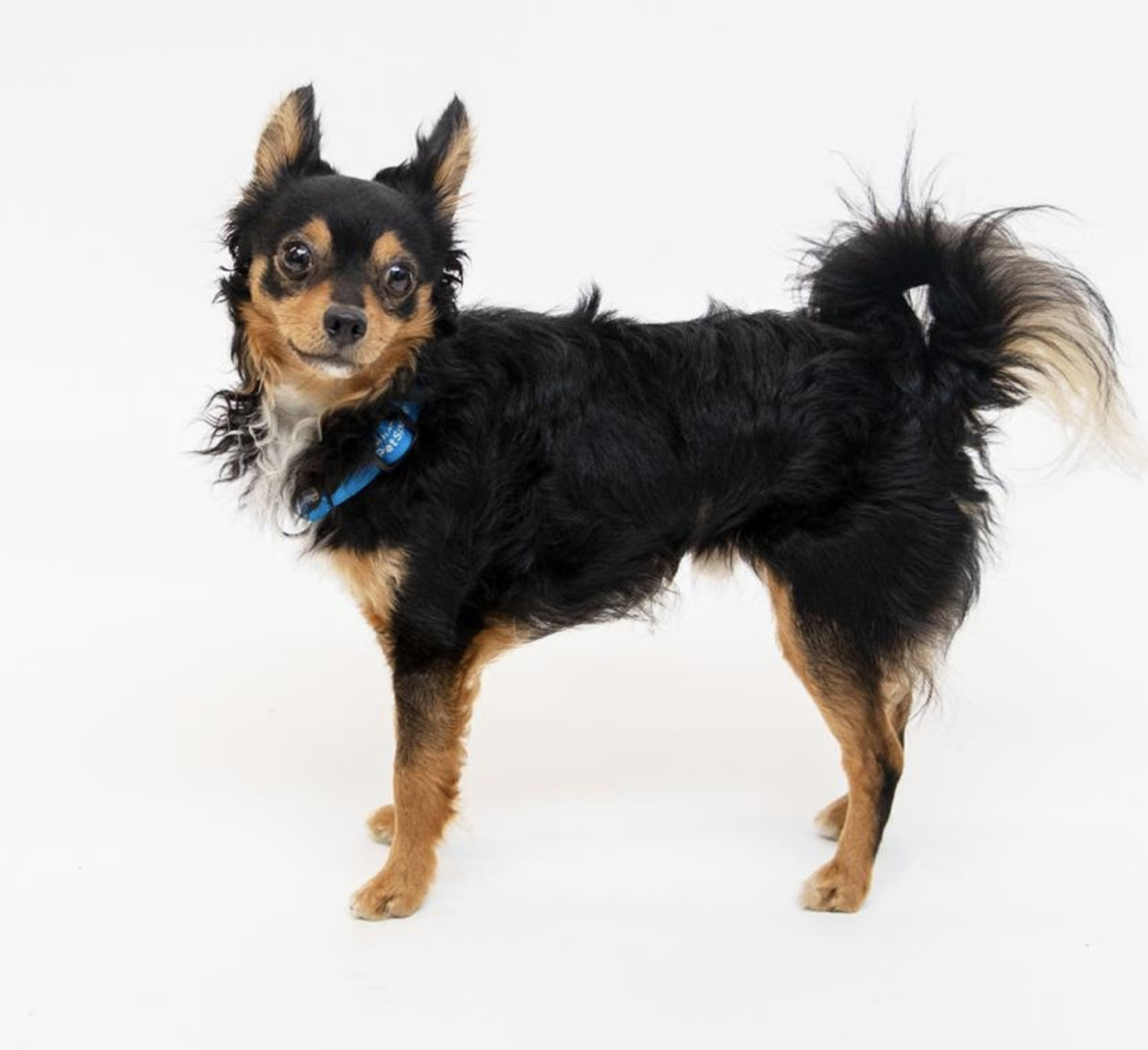 The AnniFURsary Celebration - Bringing All Animal Lovers to The Wallis Annenberg PetSpace