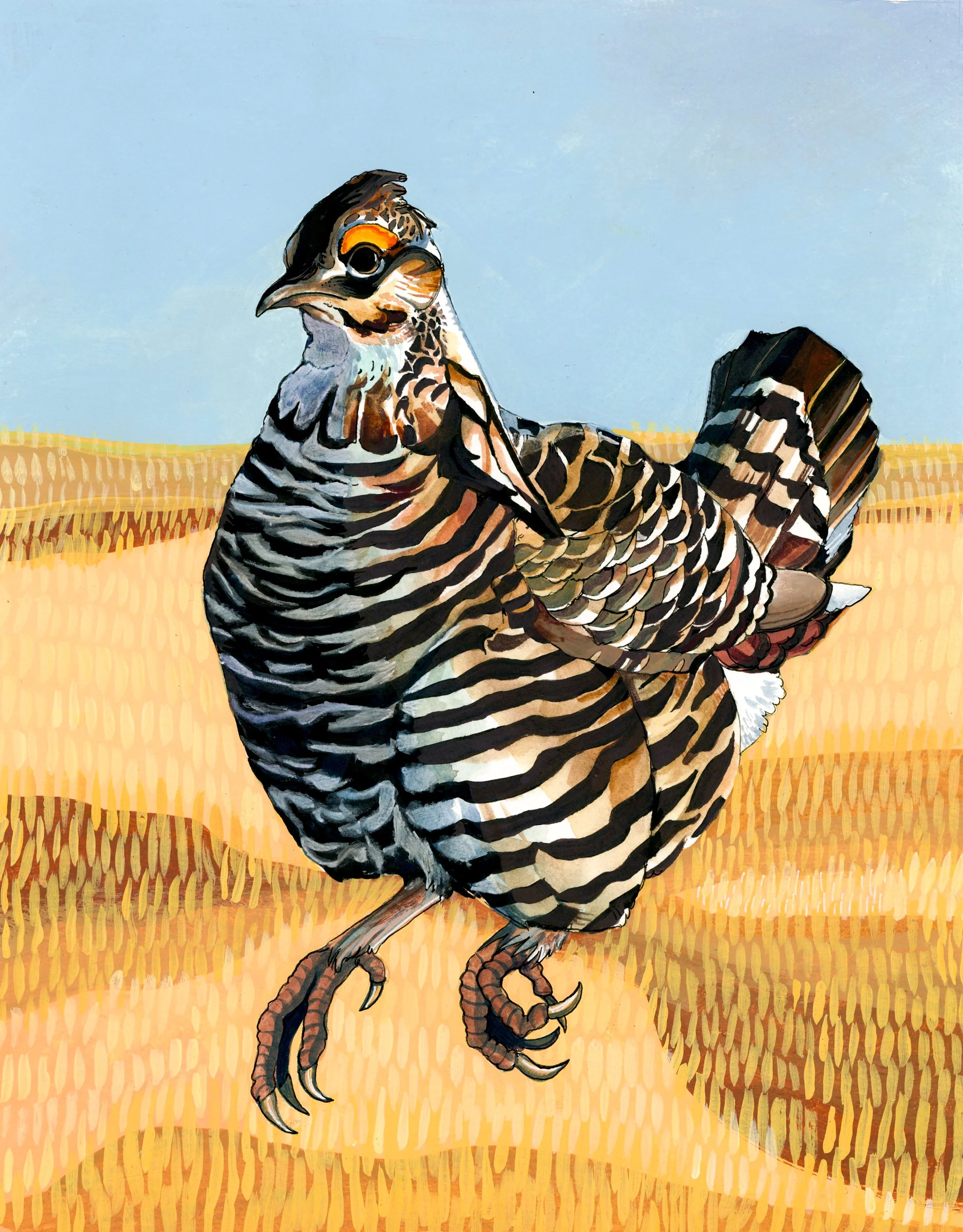 prairiechicken.jpeg