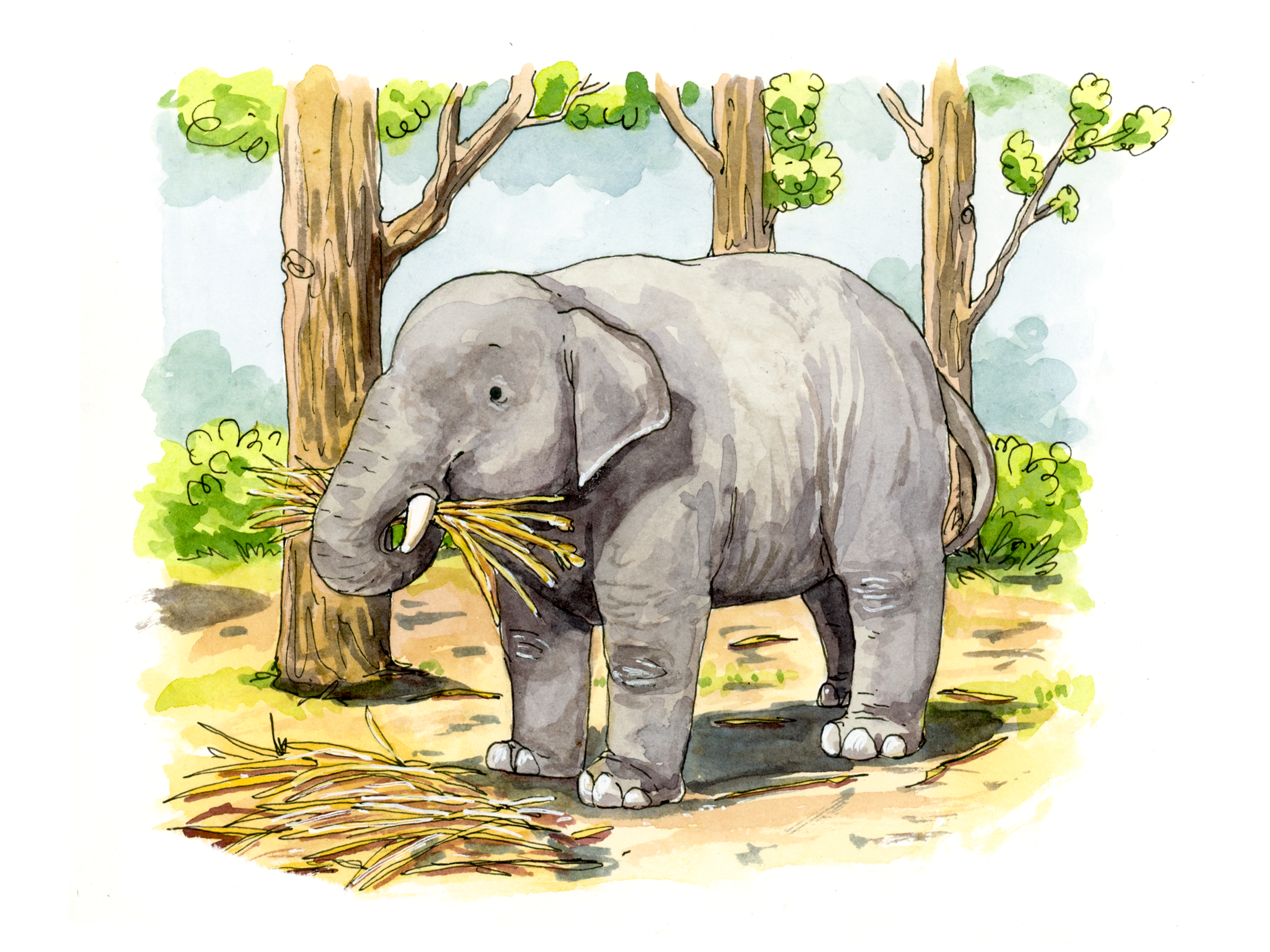 Ashas_Animal_Adventure_6.png