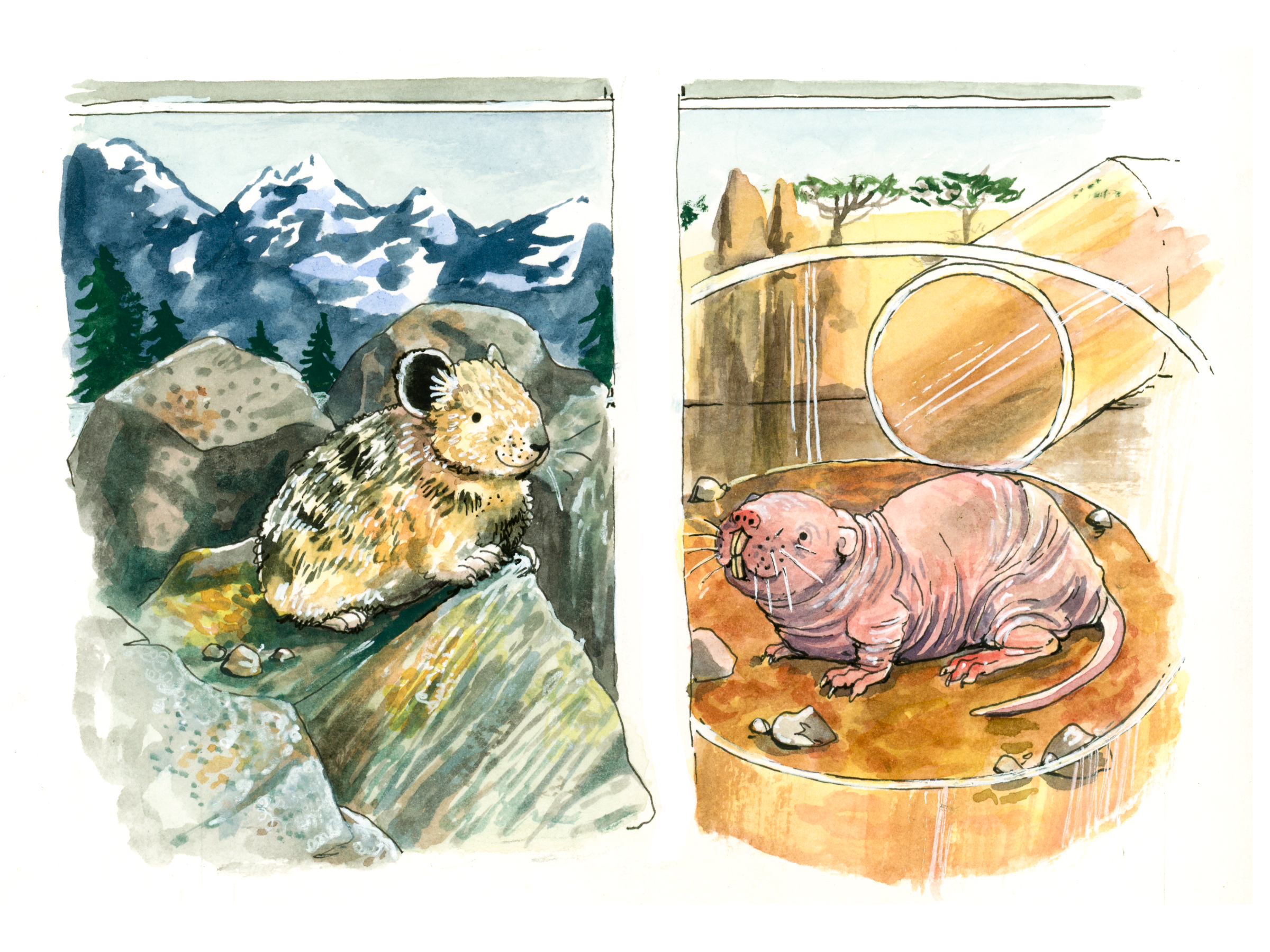 Ashas_Animal_Adventure_3.png