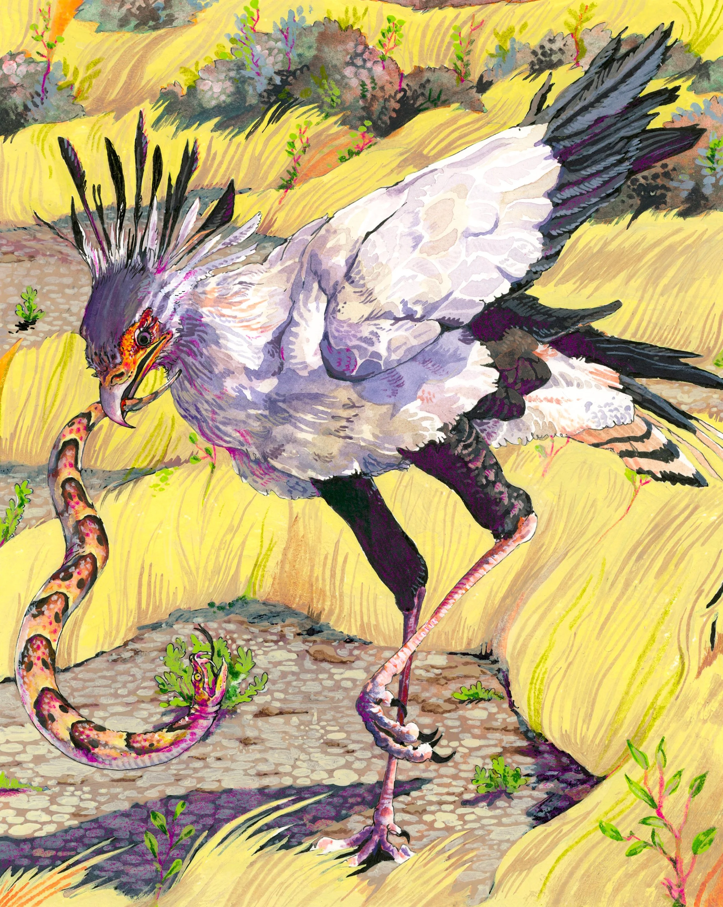secretarybird.jpeg