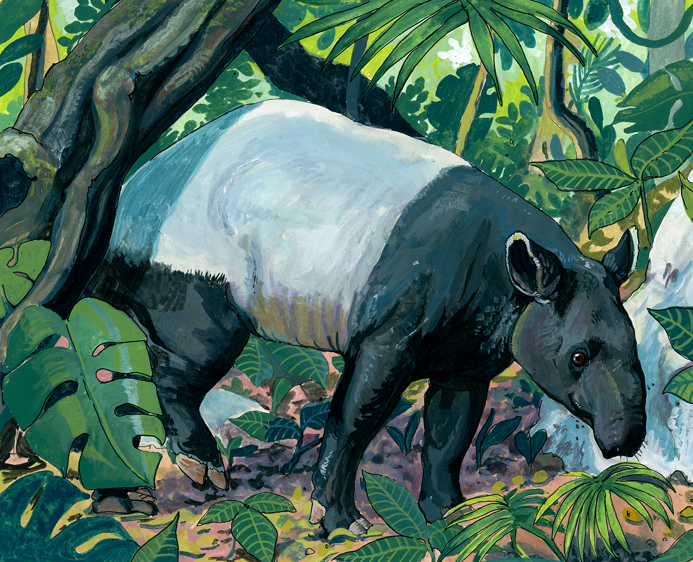 malayan_tapir-small+for+square+space.png