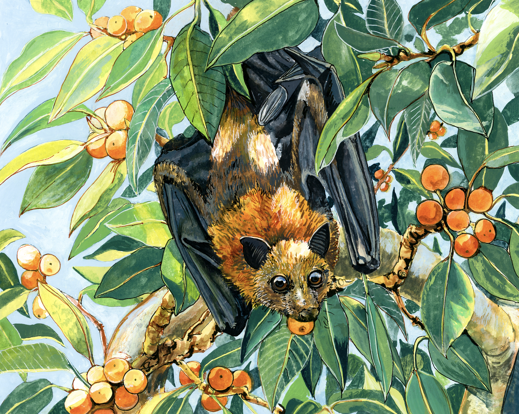 flyingfox.png