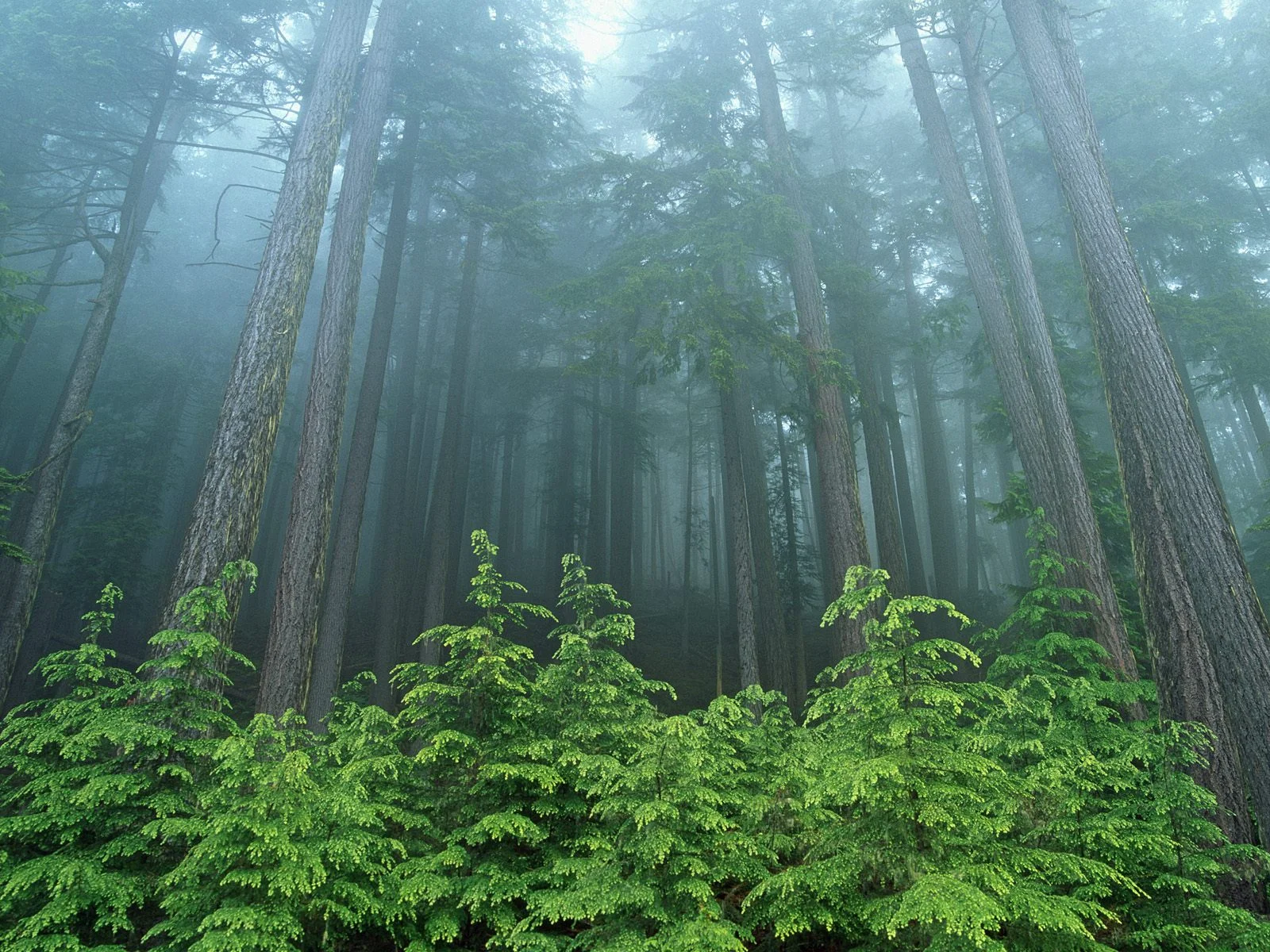 forest.jpg