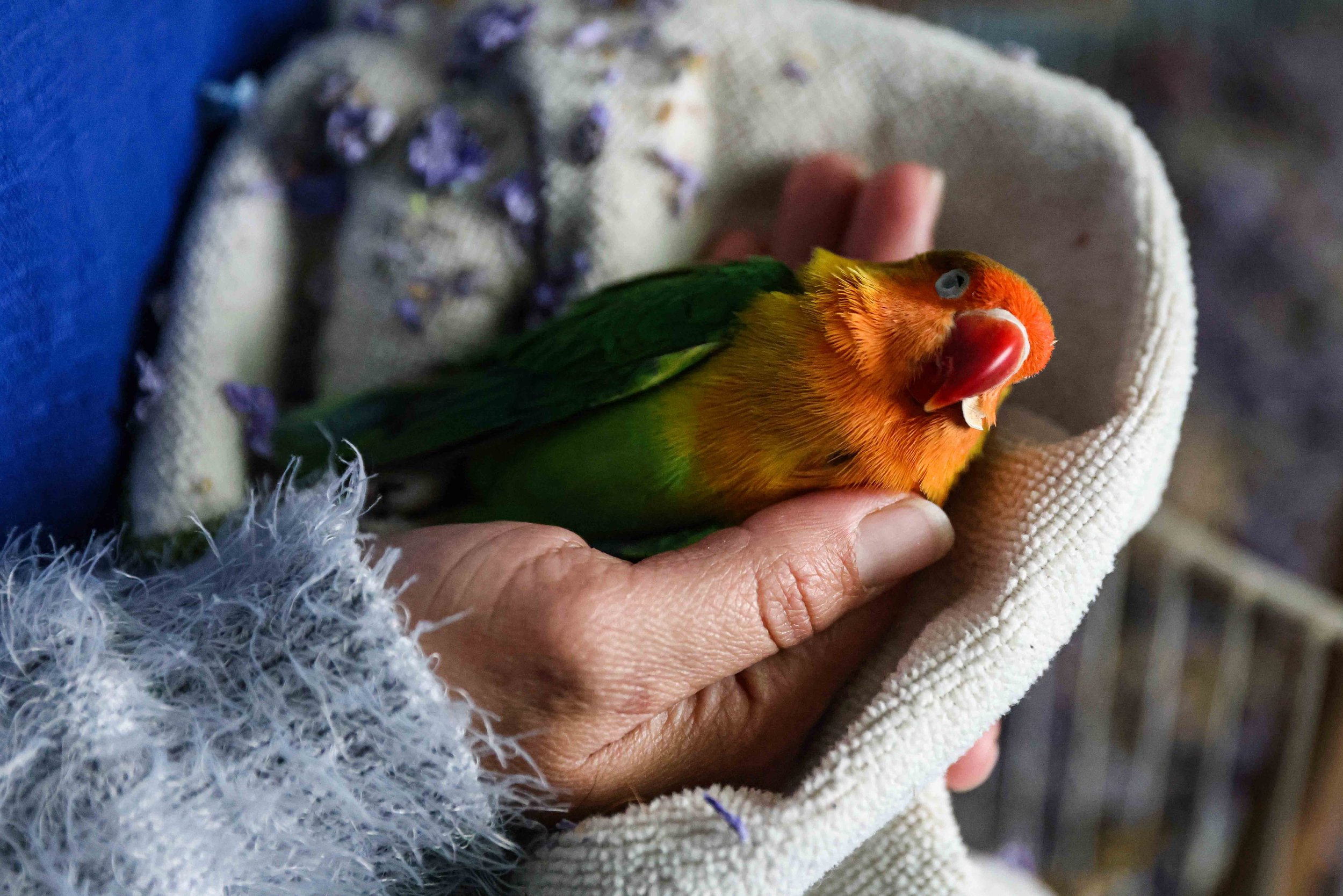  Marleny Almendarez, 38, holds Little Rainbow, her pet parakeet, in her hands after he froze to death from low temperatures since her house has inconsistent power after the snow storm hit Texas last Sunday. Almendarez had to decide to spend Tuesday n