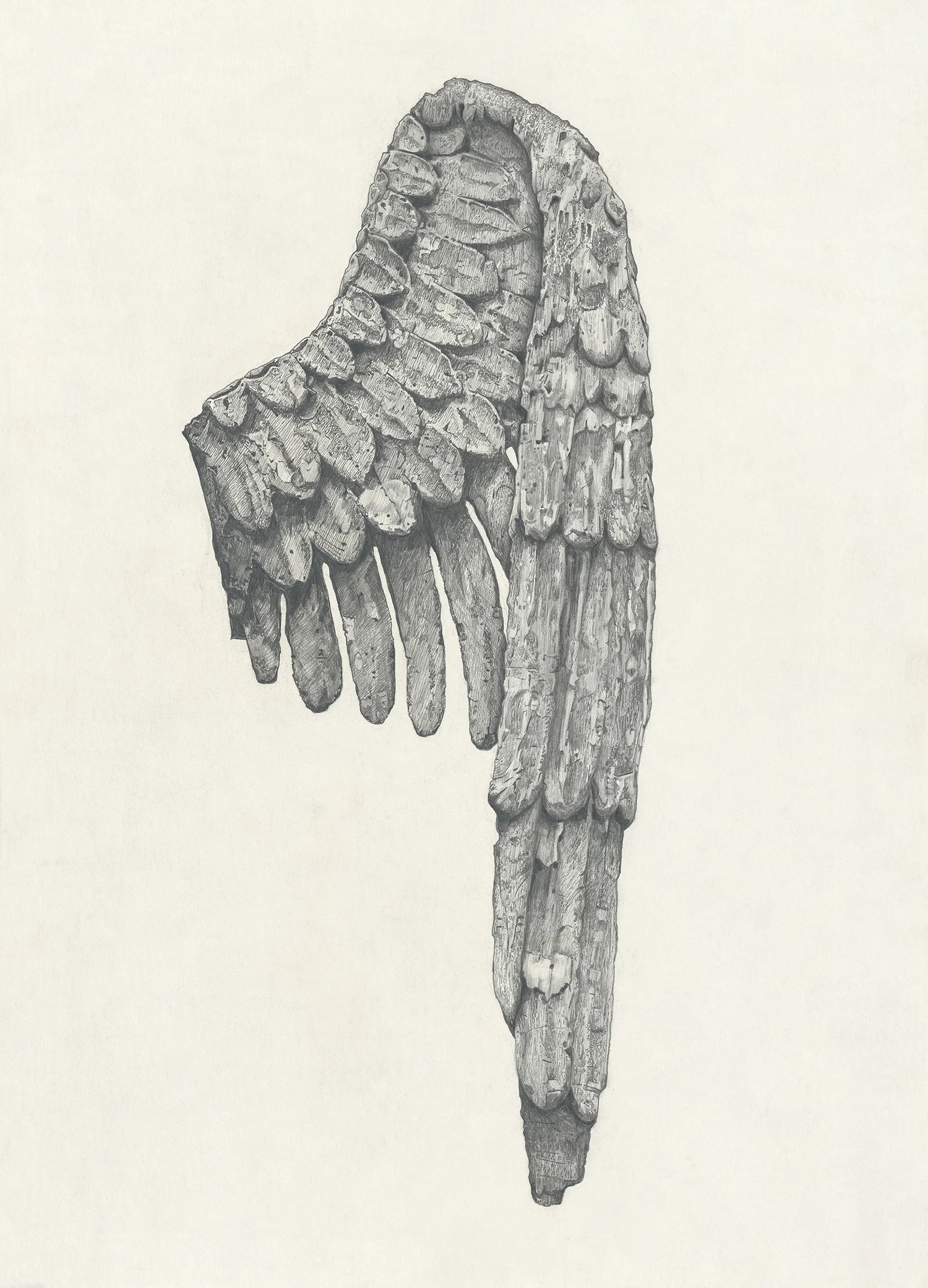 wing of the angel of the annunciation