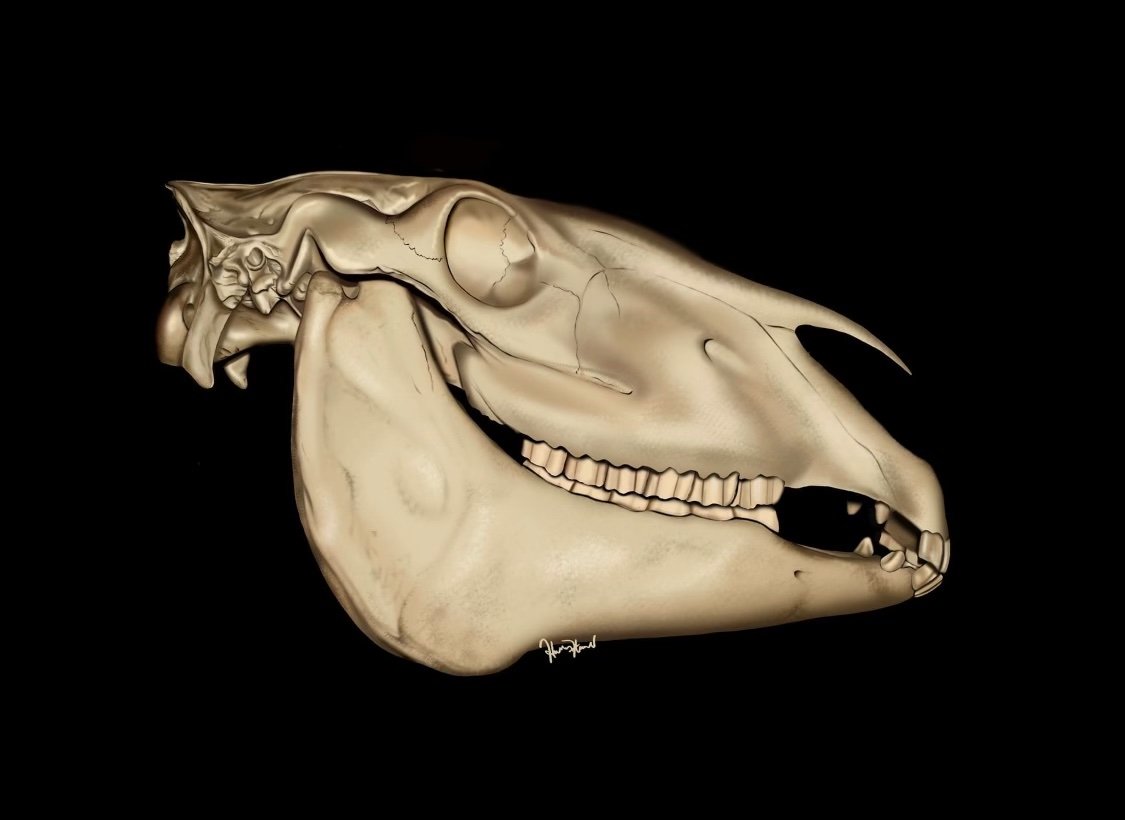 Horse skeletal anatomy - 2014