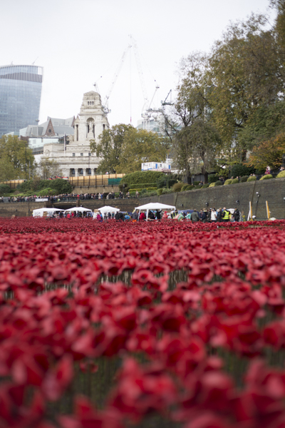 Poppies14 (3 of 39).jpg