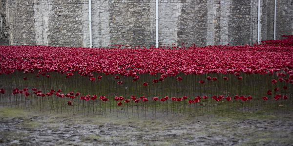 Poppies14 (5 of 39).jpg