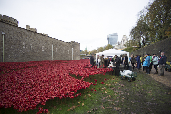 Poppies14 (11 of 39).jpg