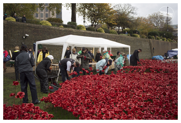 Poppies14 (14 of 39).jpg