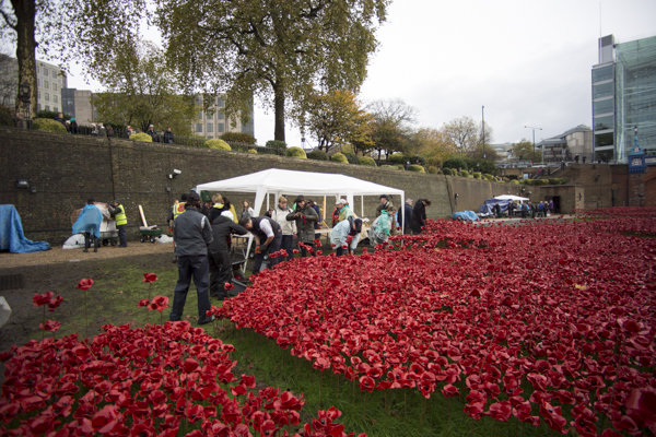 Poppies14 (13 of 39).jpg