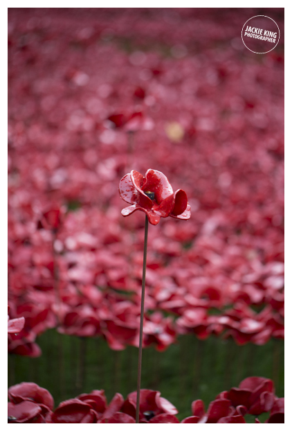 Poppies14 (19 of 39).jpg