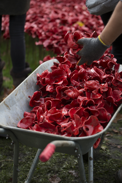 Poppies14 (25 of 39).jpg