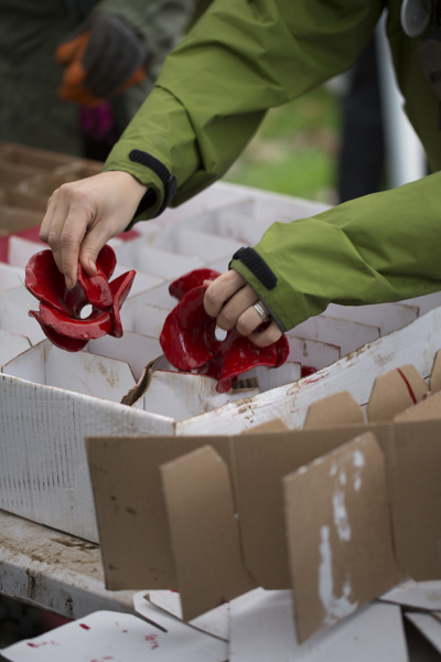 Poppies14 (28 of 39).jpg