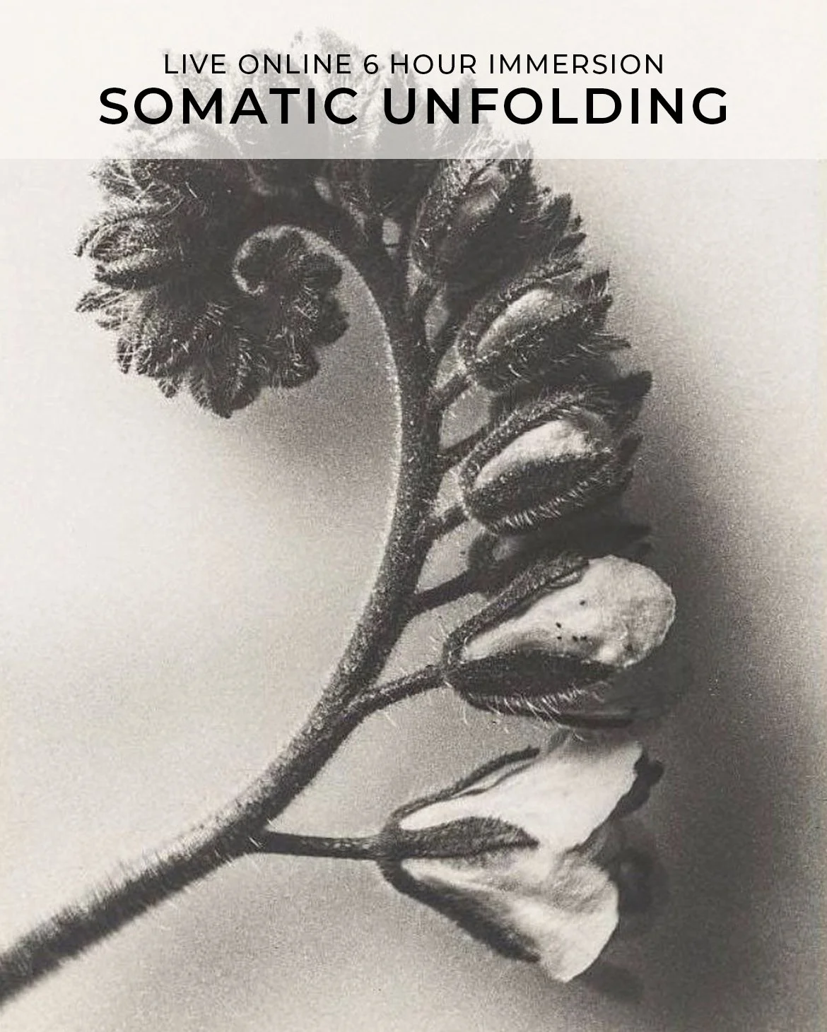 MODULE 2: SOMATIC AWARENESS & (RE)CONNECTION