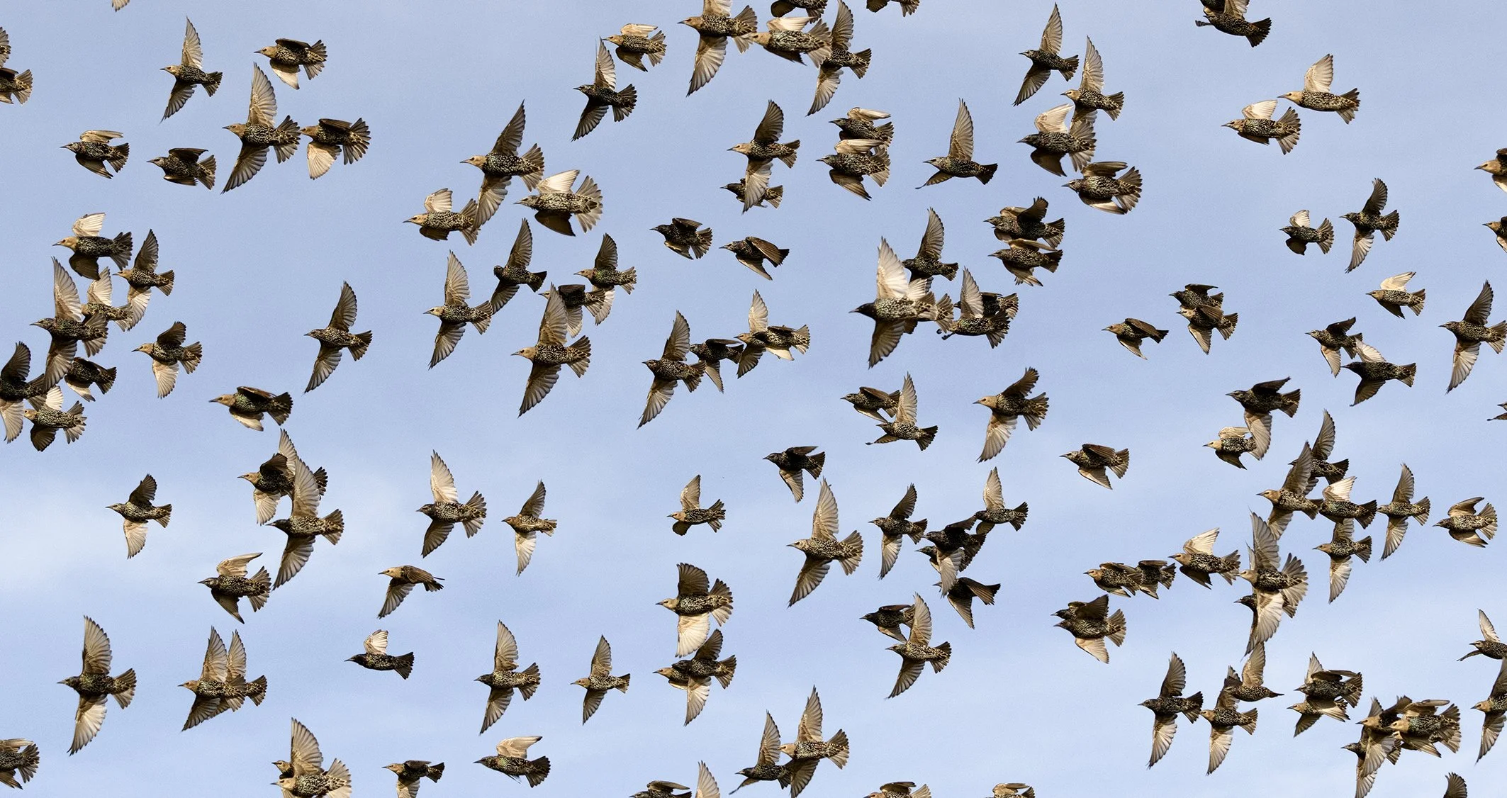 Starlings.jpg