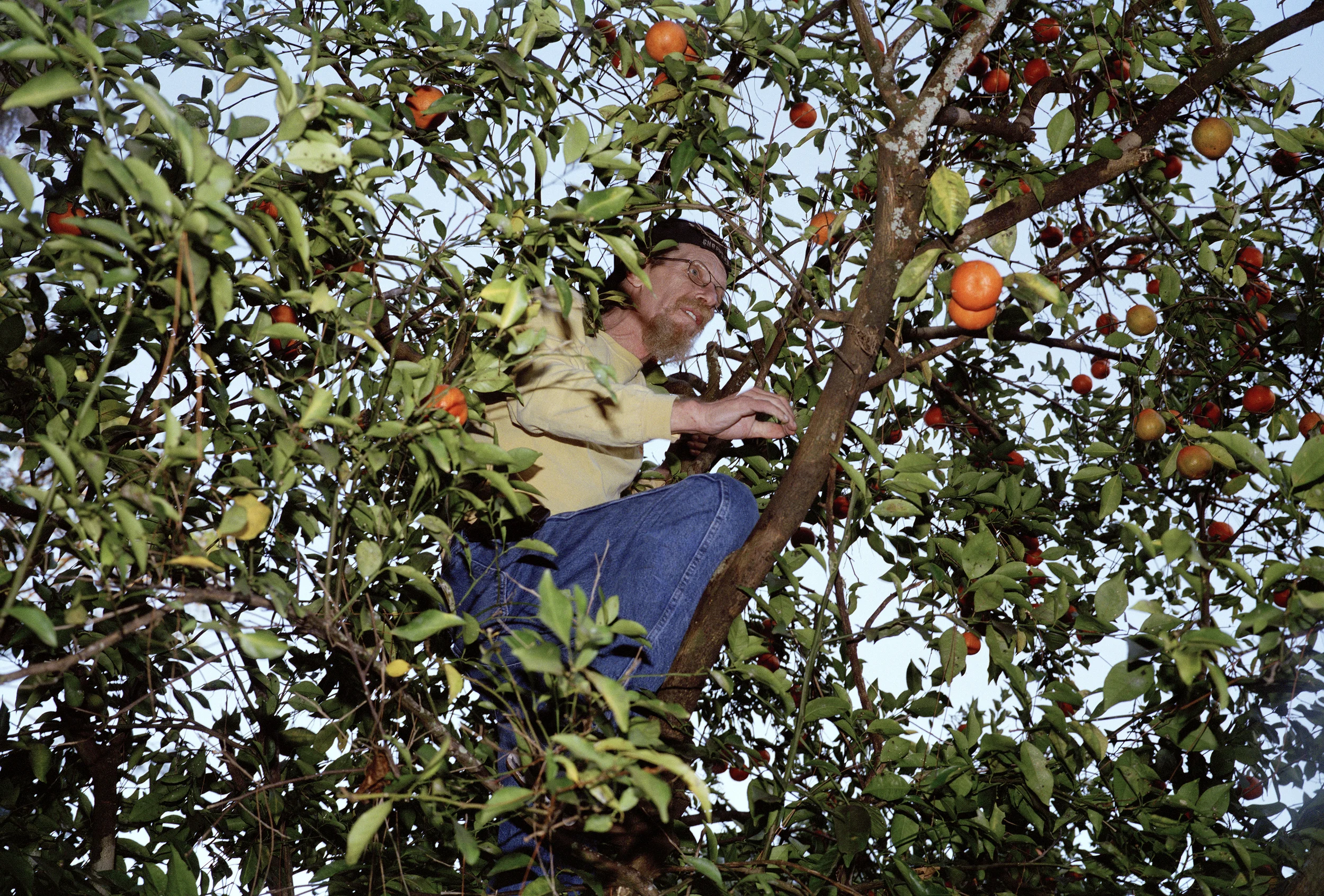 VictorRivera_Image1_Dave in an Orange Tree.jpg
