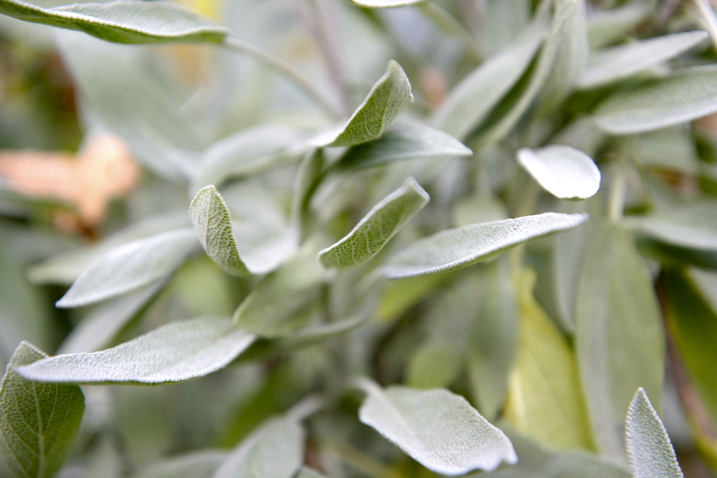 Sage