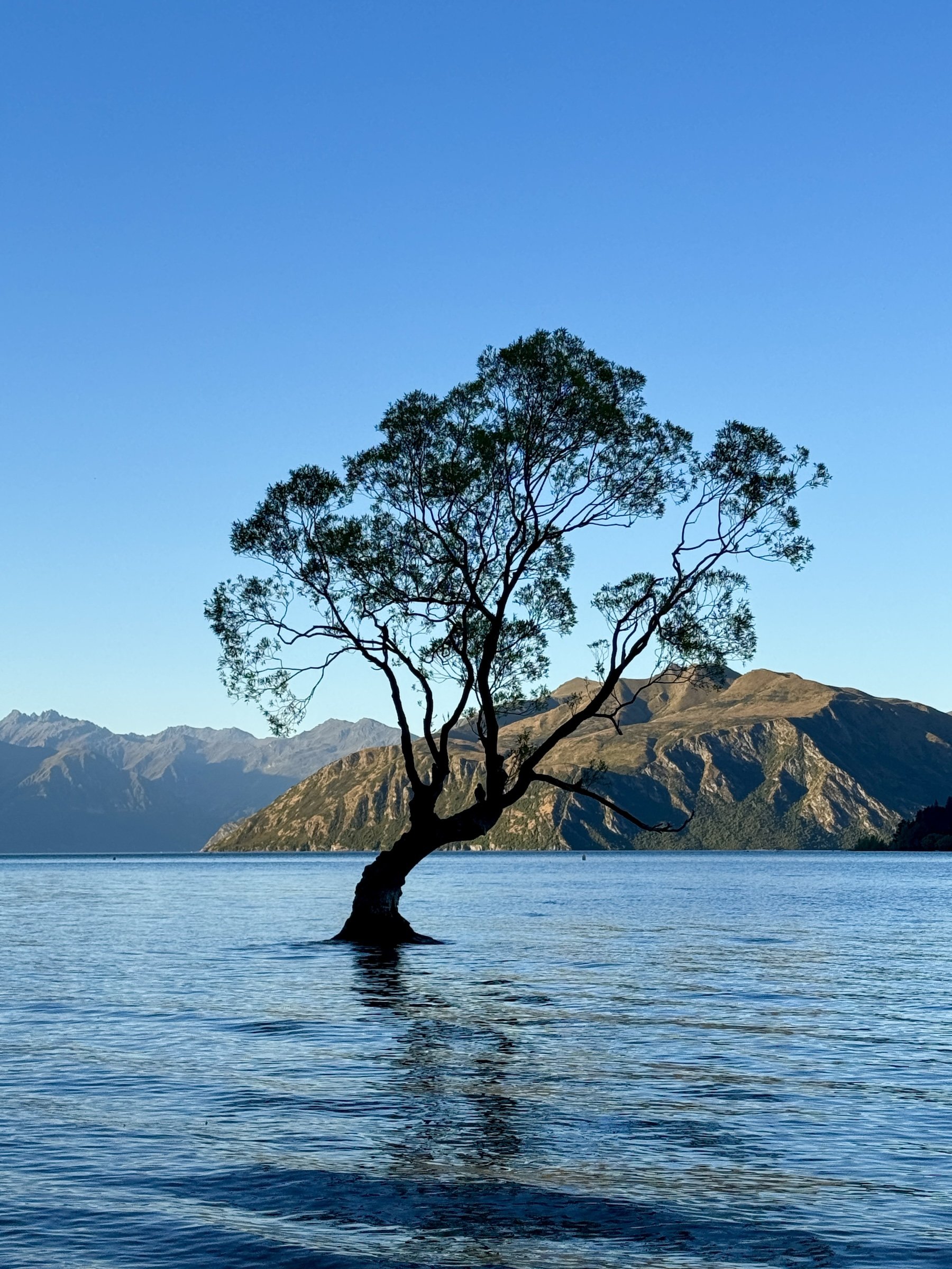 a tree in the middle the lake