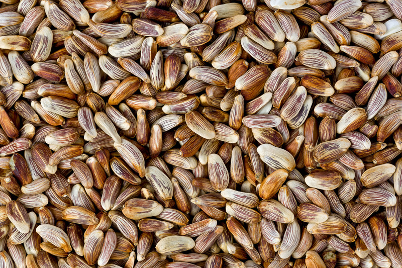 Safflower