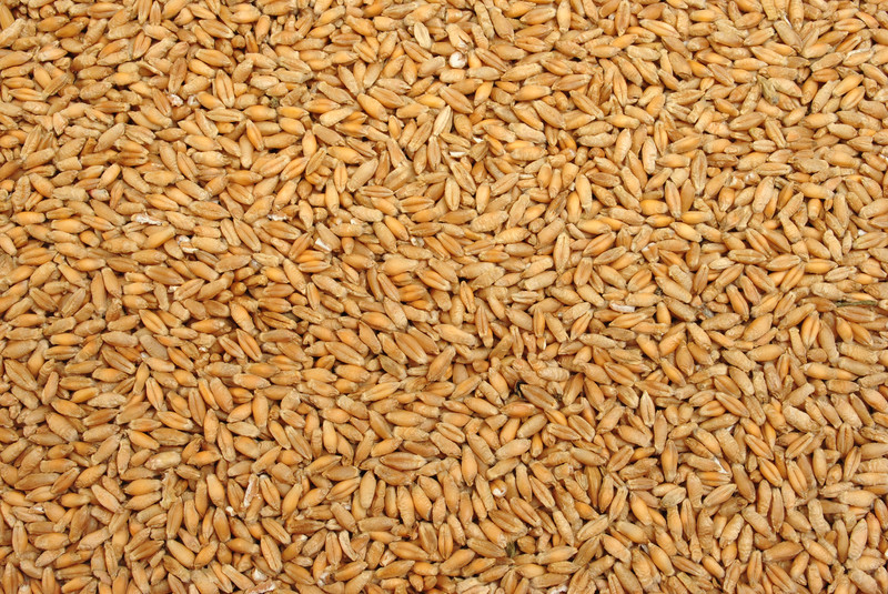 Triticale
