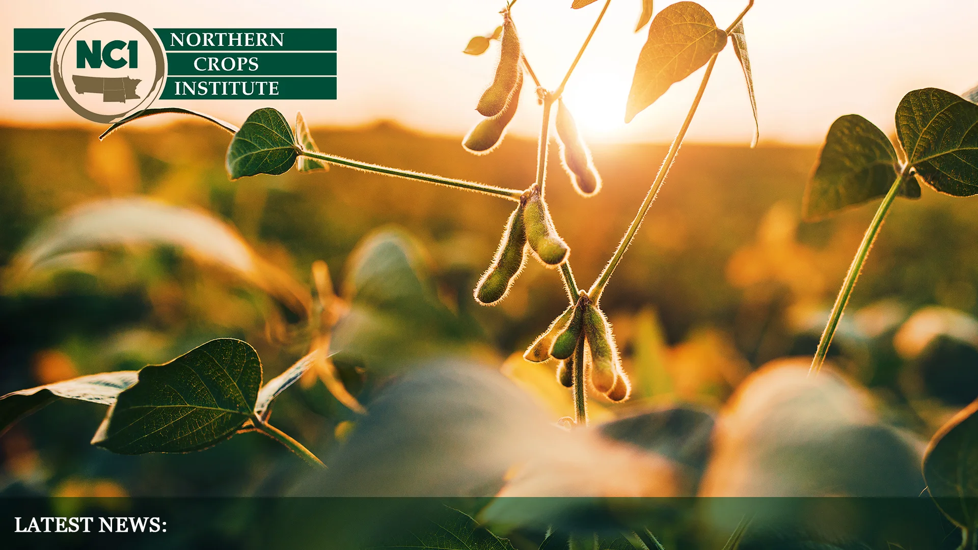 Soybean Display Background.jpg