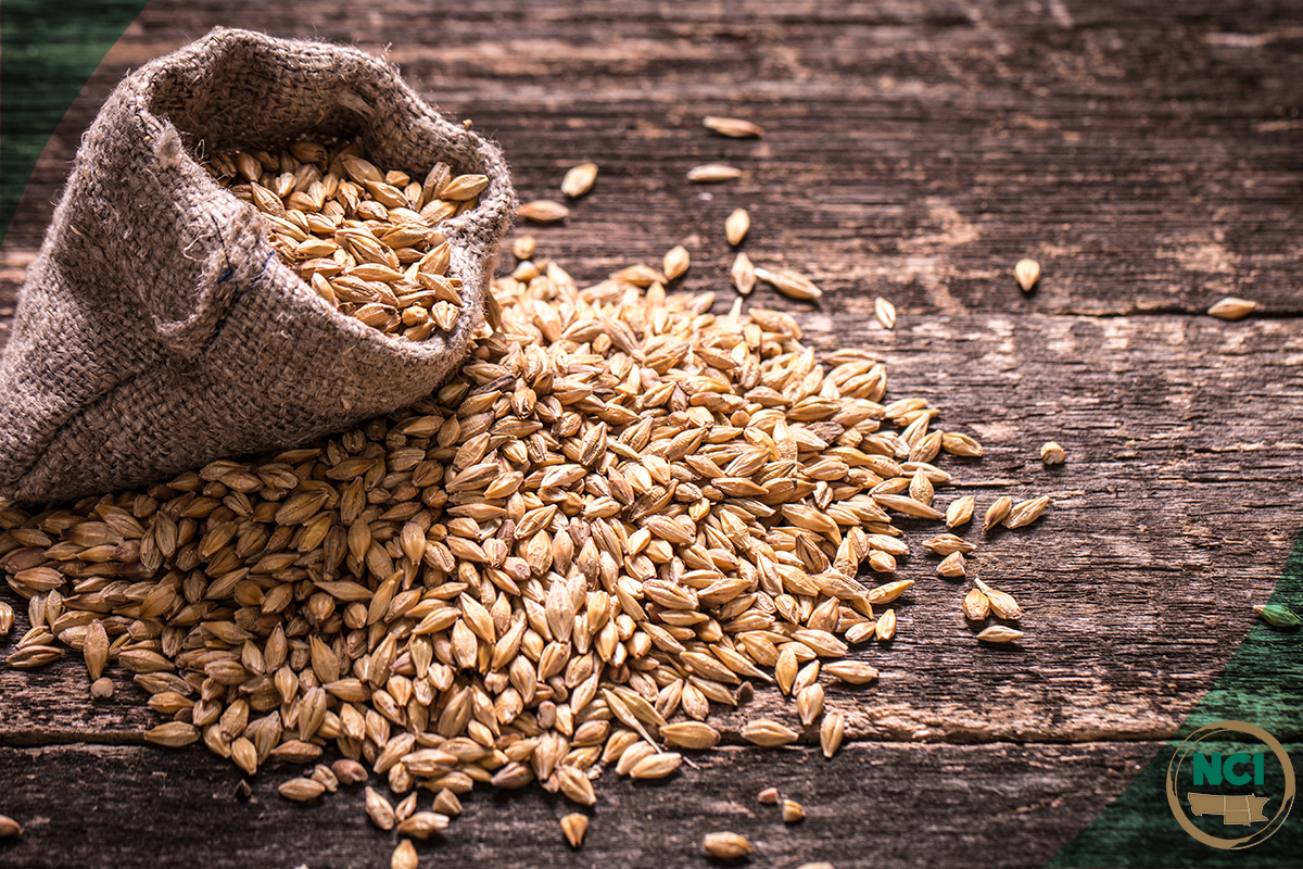 Barley & Malt Quality Short Course Blog Image.jpg